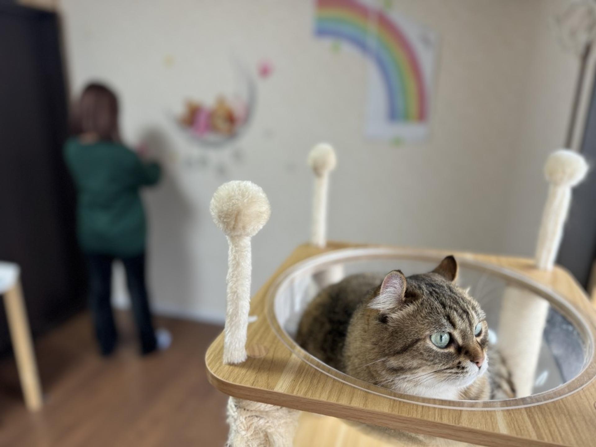 pet-image-8