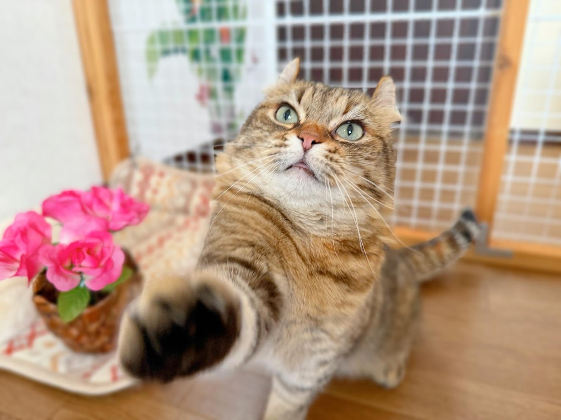 pet-image-5