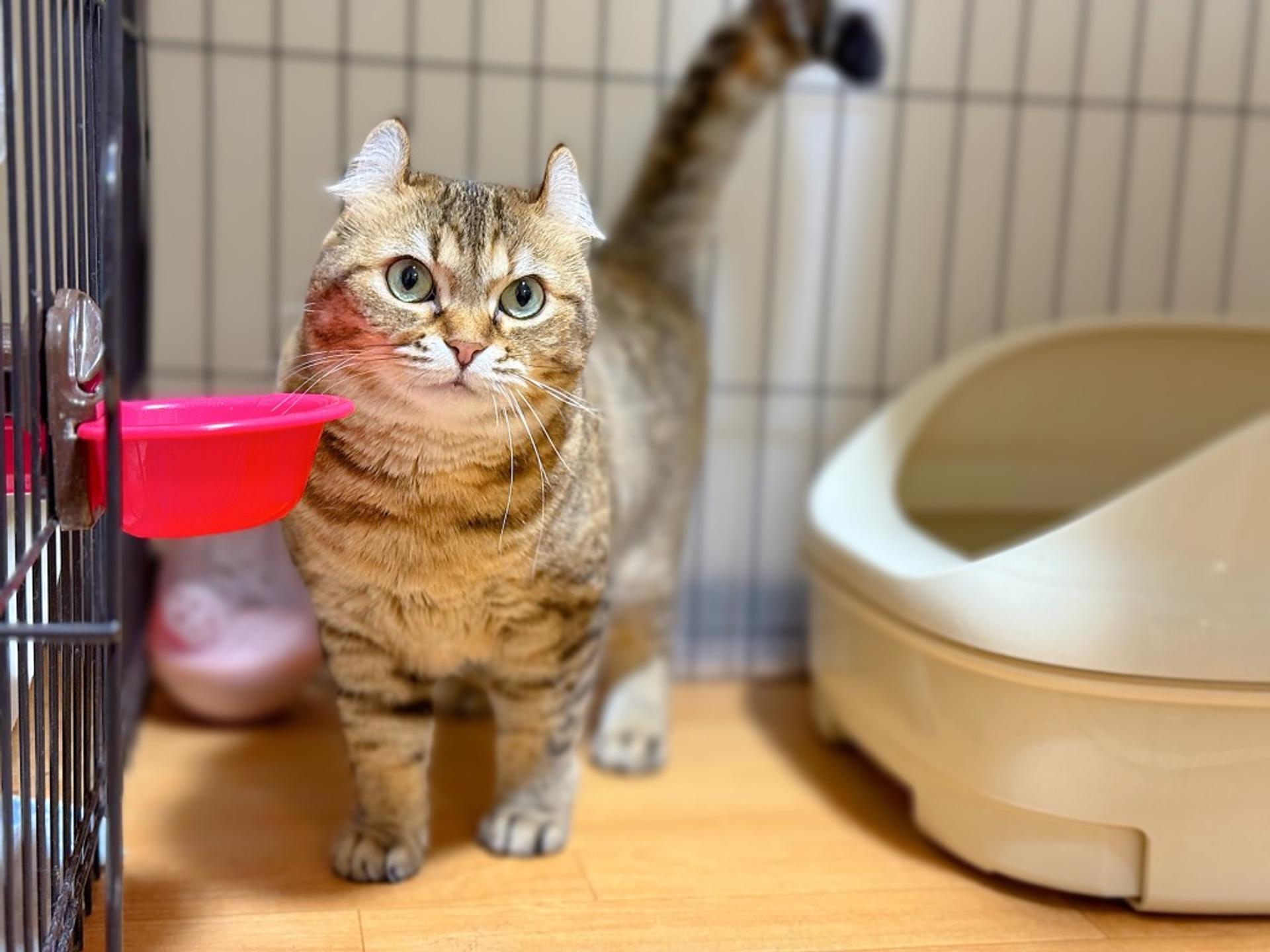 pet-image-3