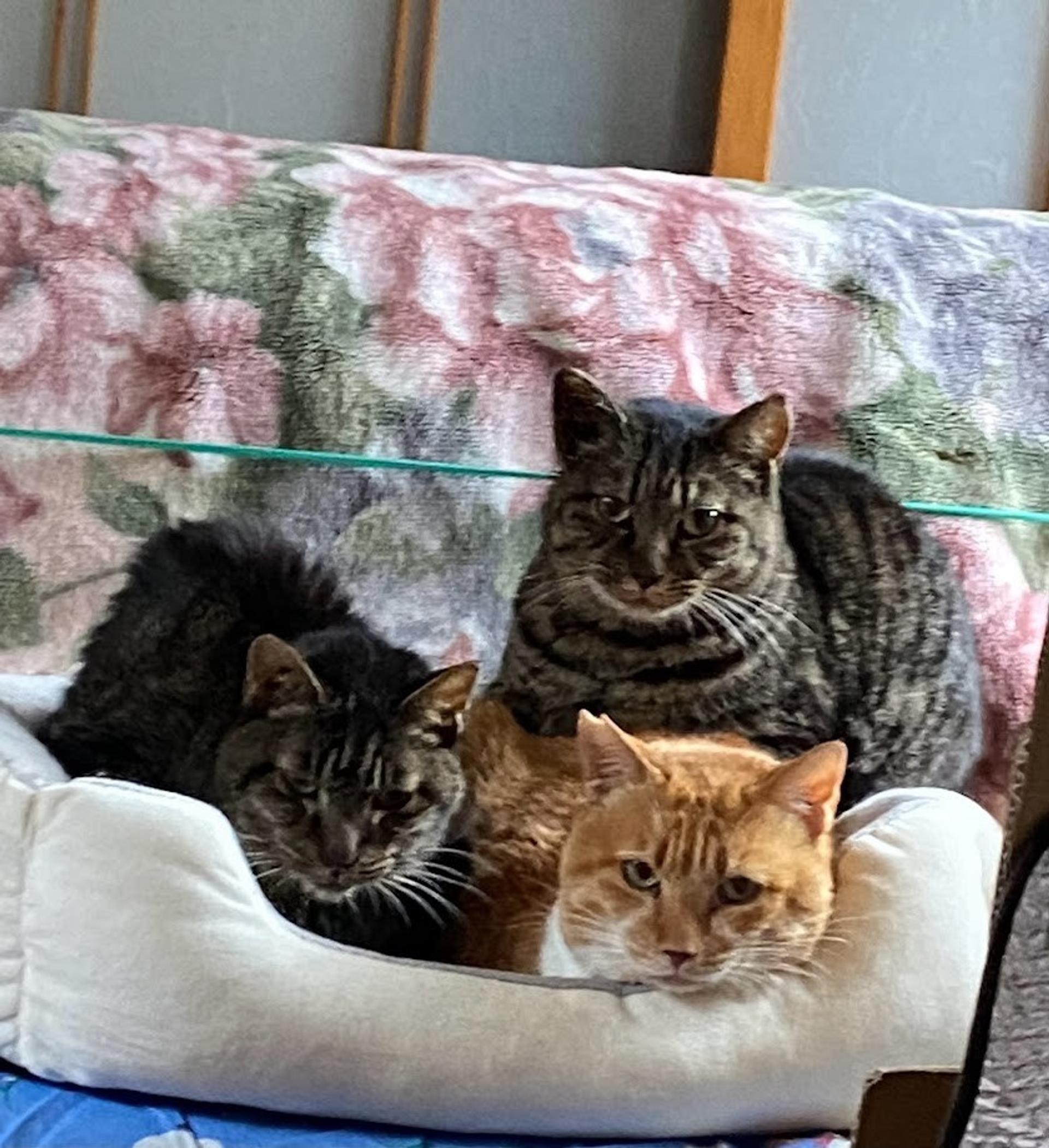pet-image-4