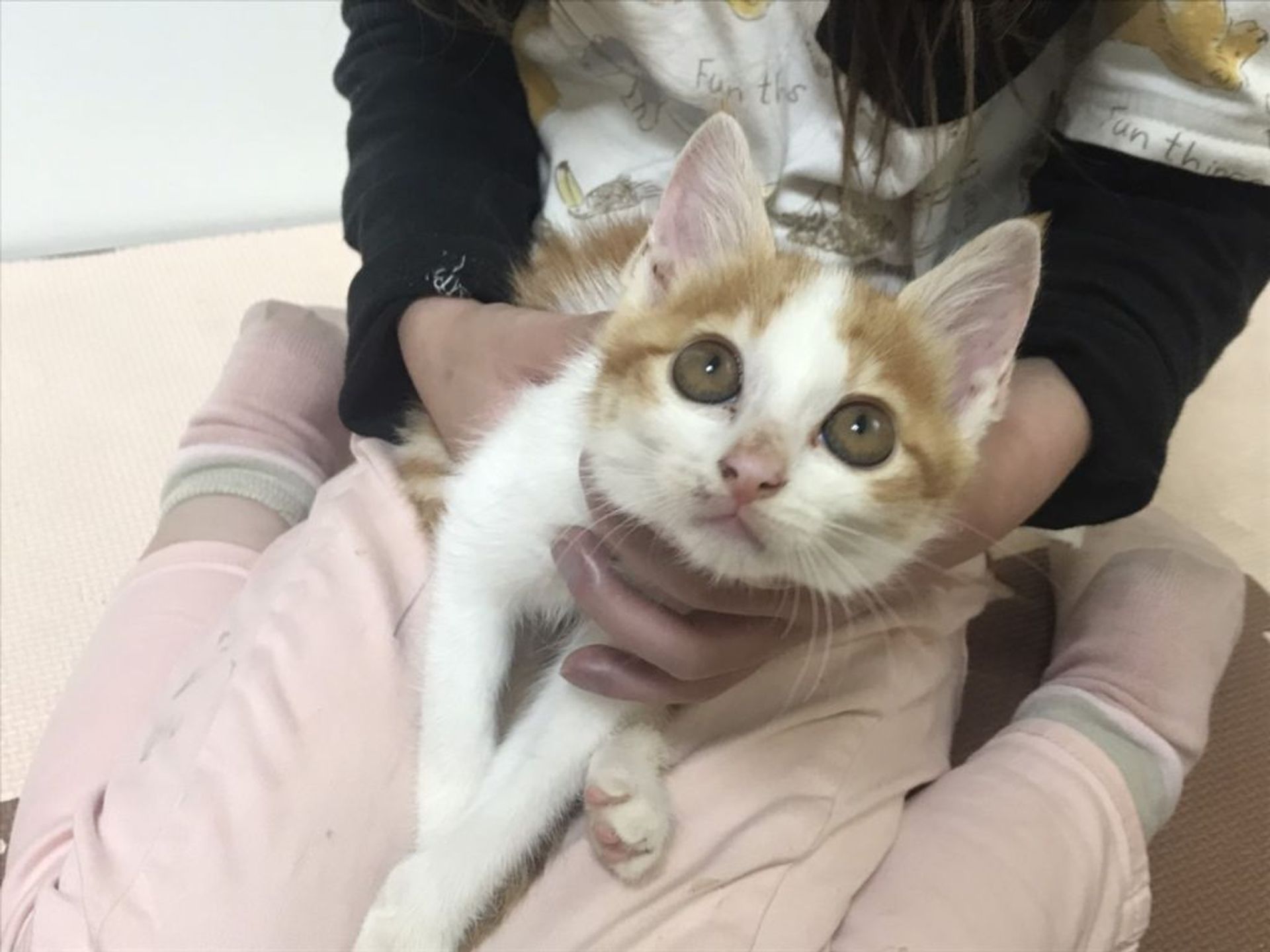 雑種（ミックス猫）・メスの里親募集の写真