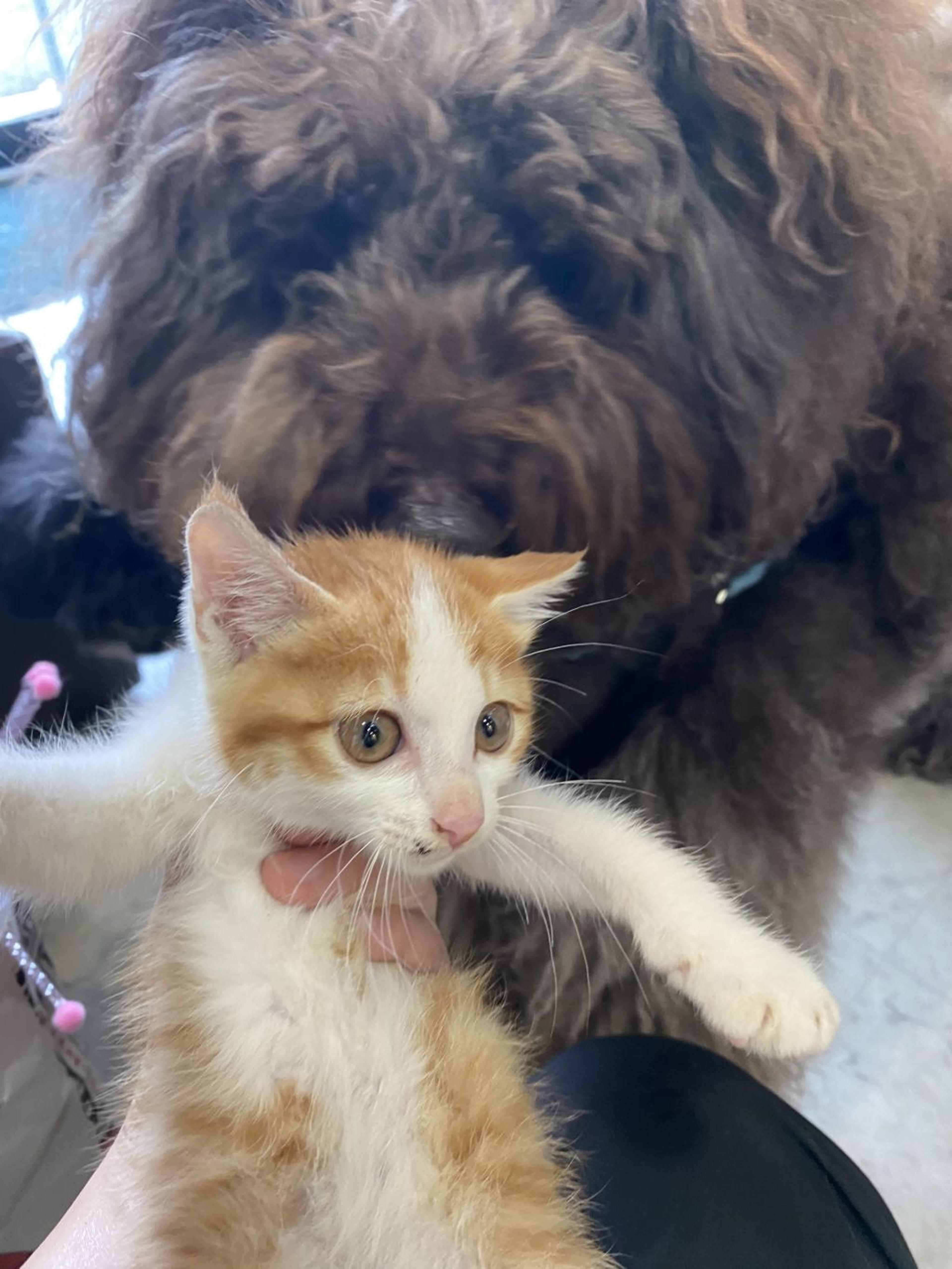 pet-image-4