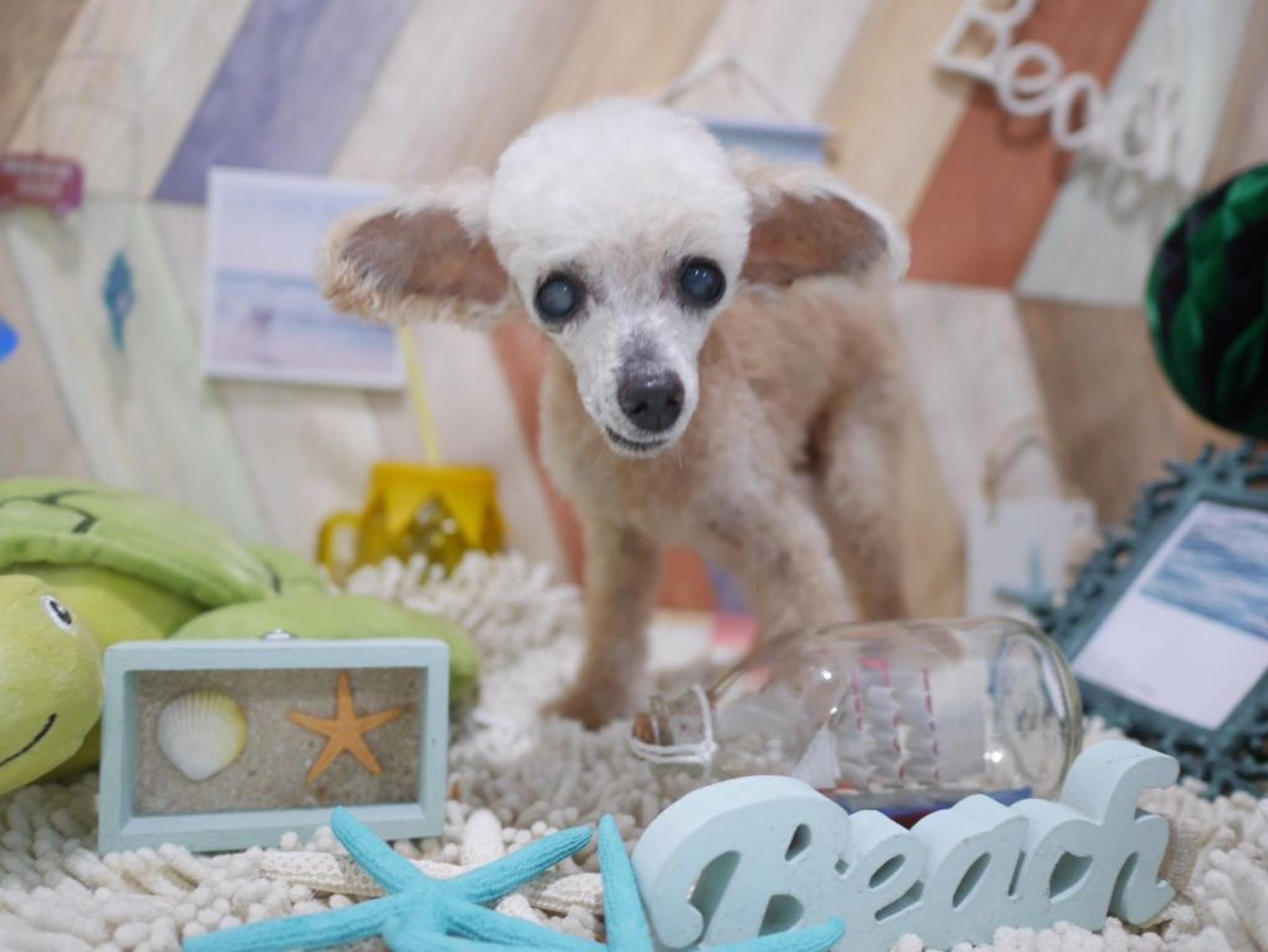 pet-image-2