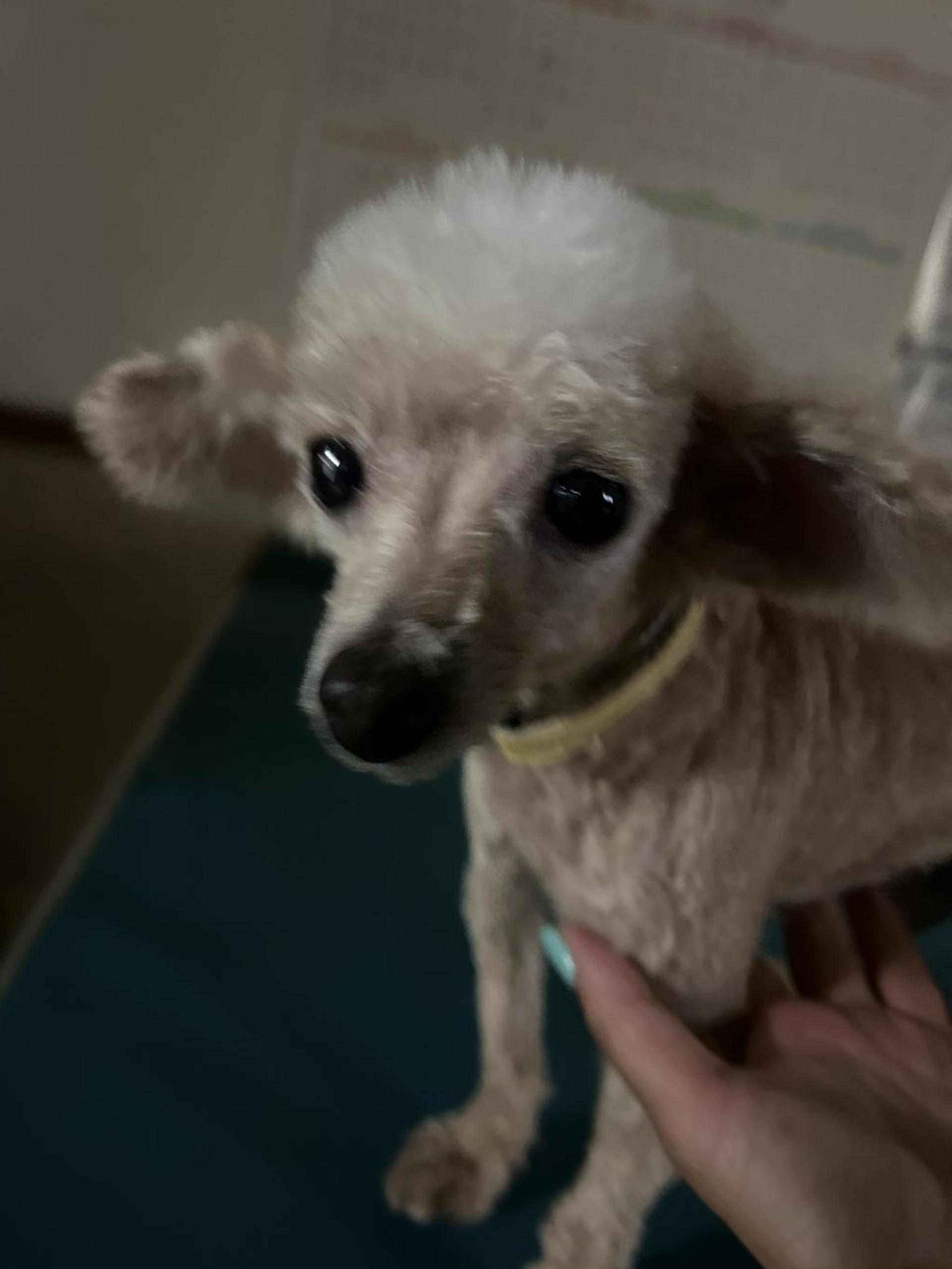pet-image-7