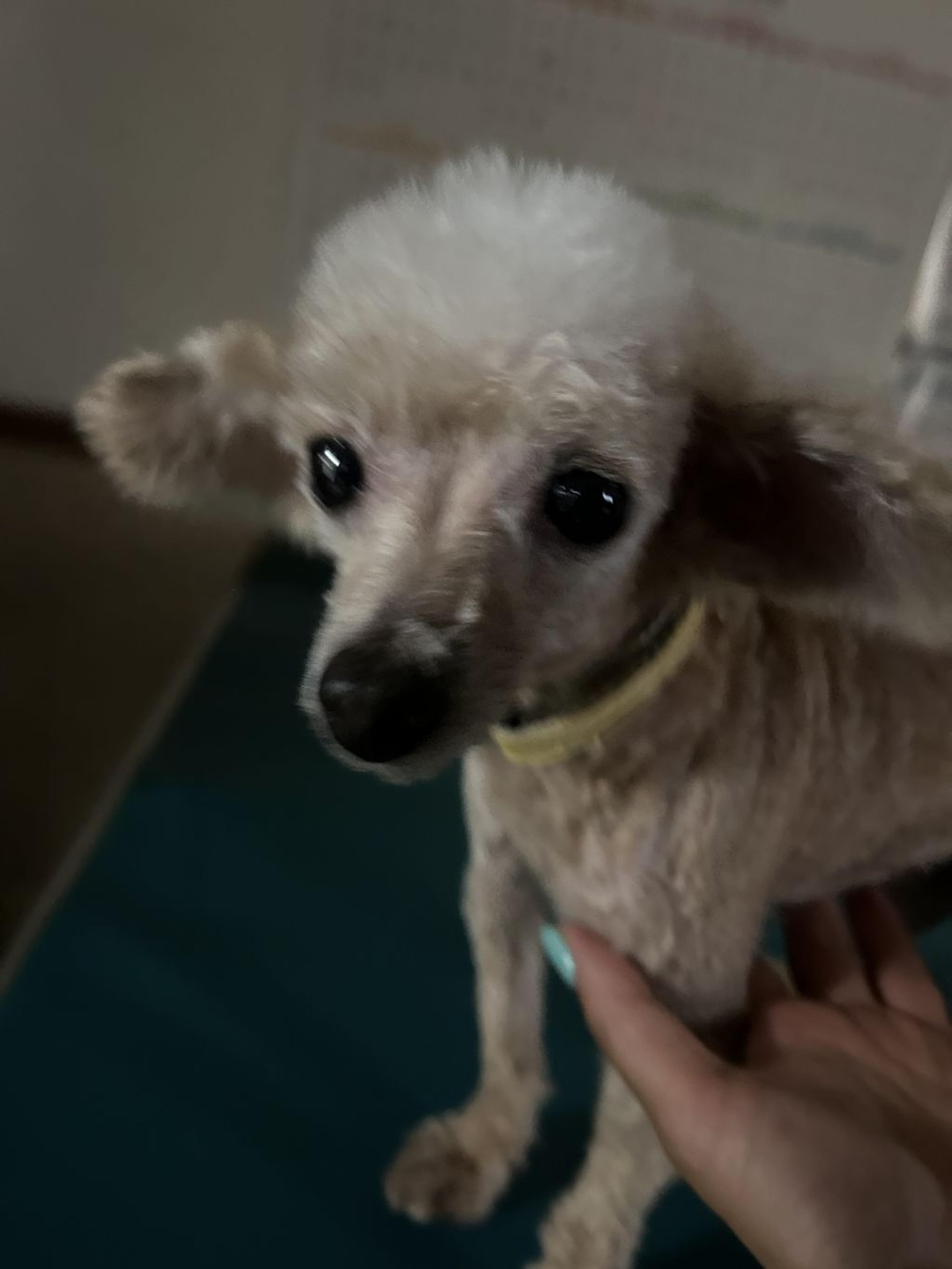 pet-image-7