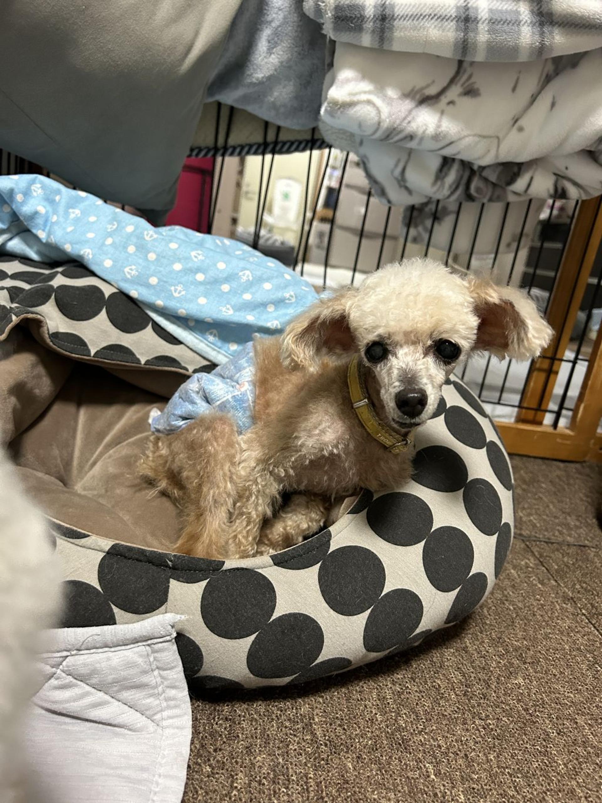 pet-image-5