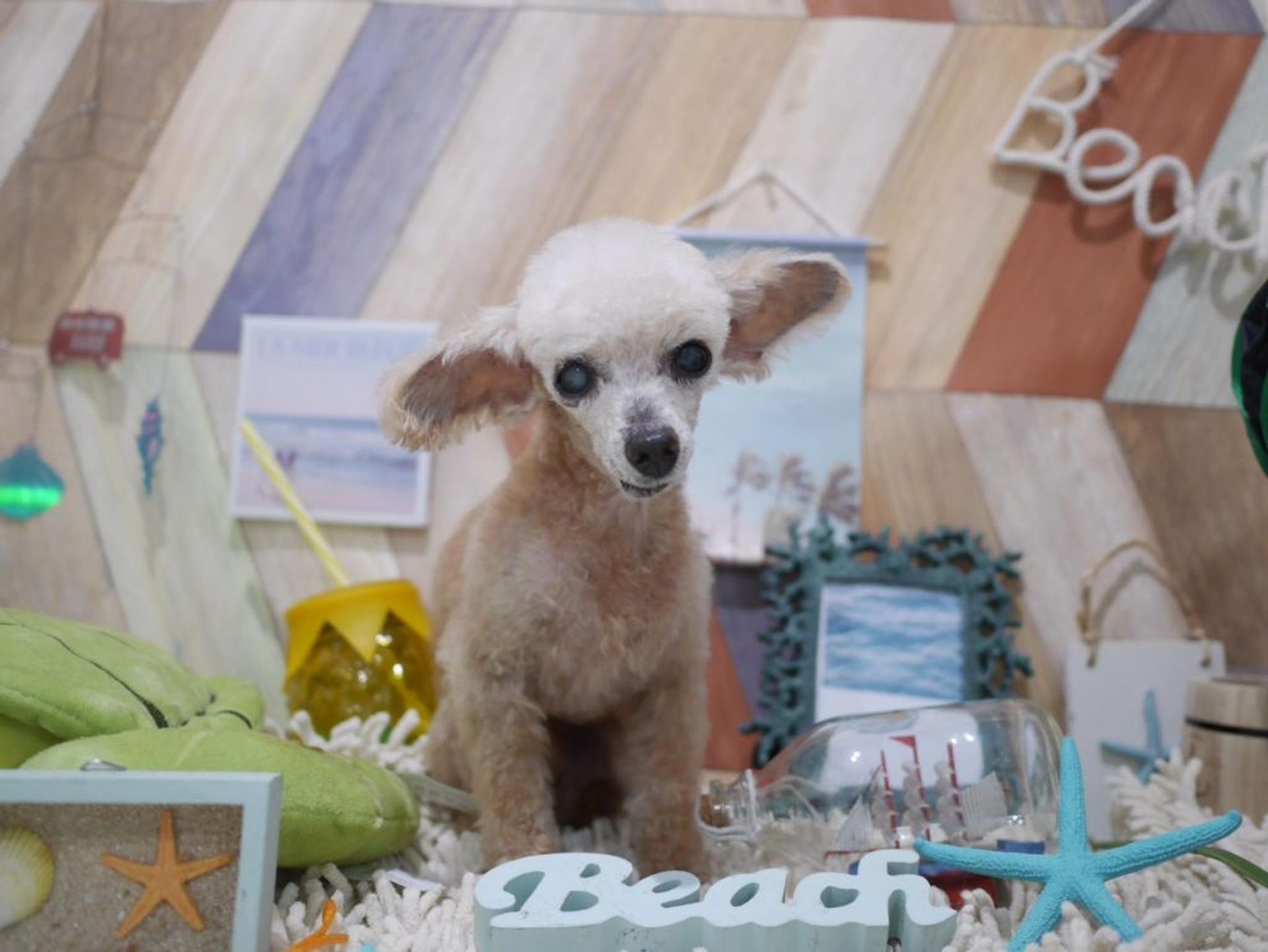 pet-image-9