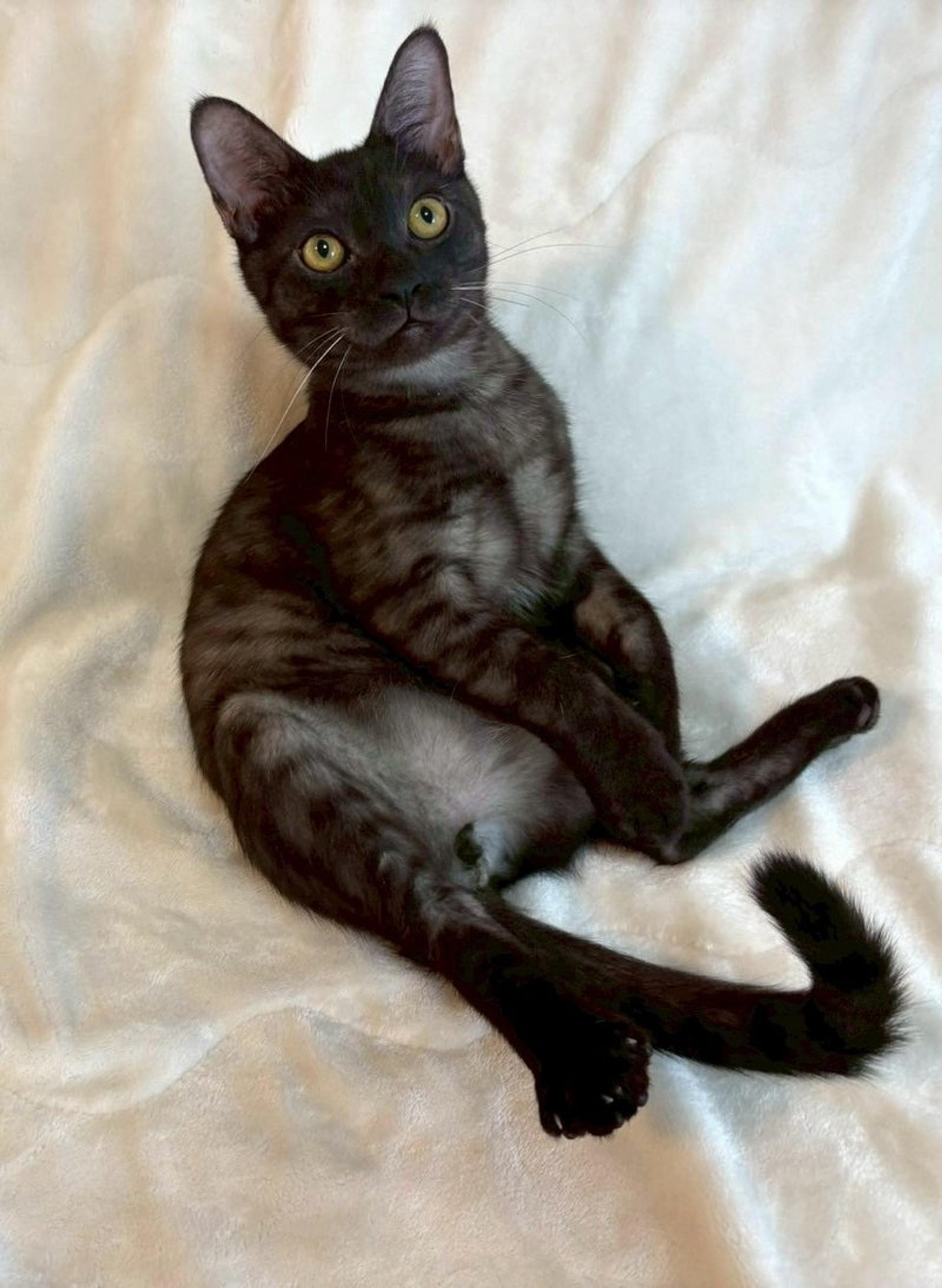 pet-image-3