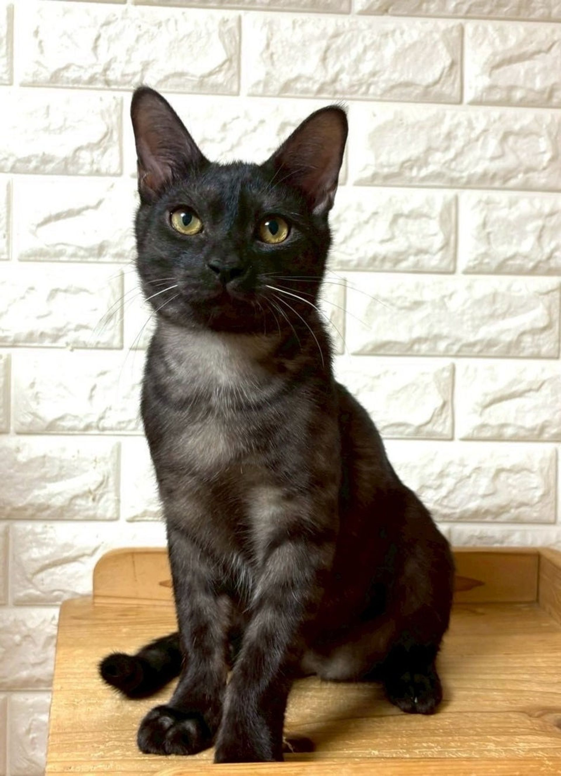 雑種（ミックス猫）・オスの里親募集の写真