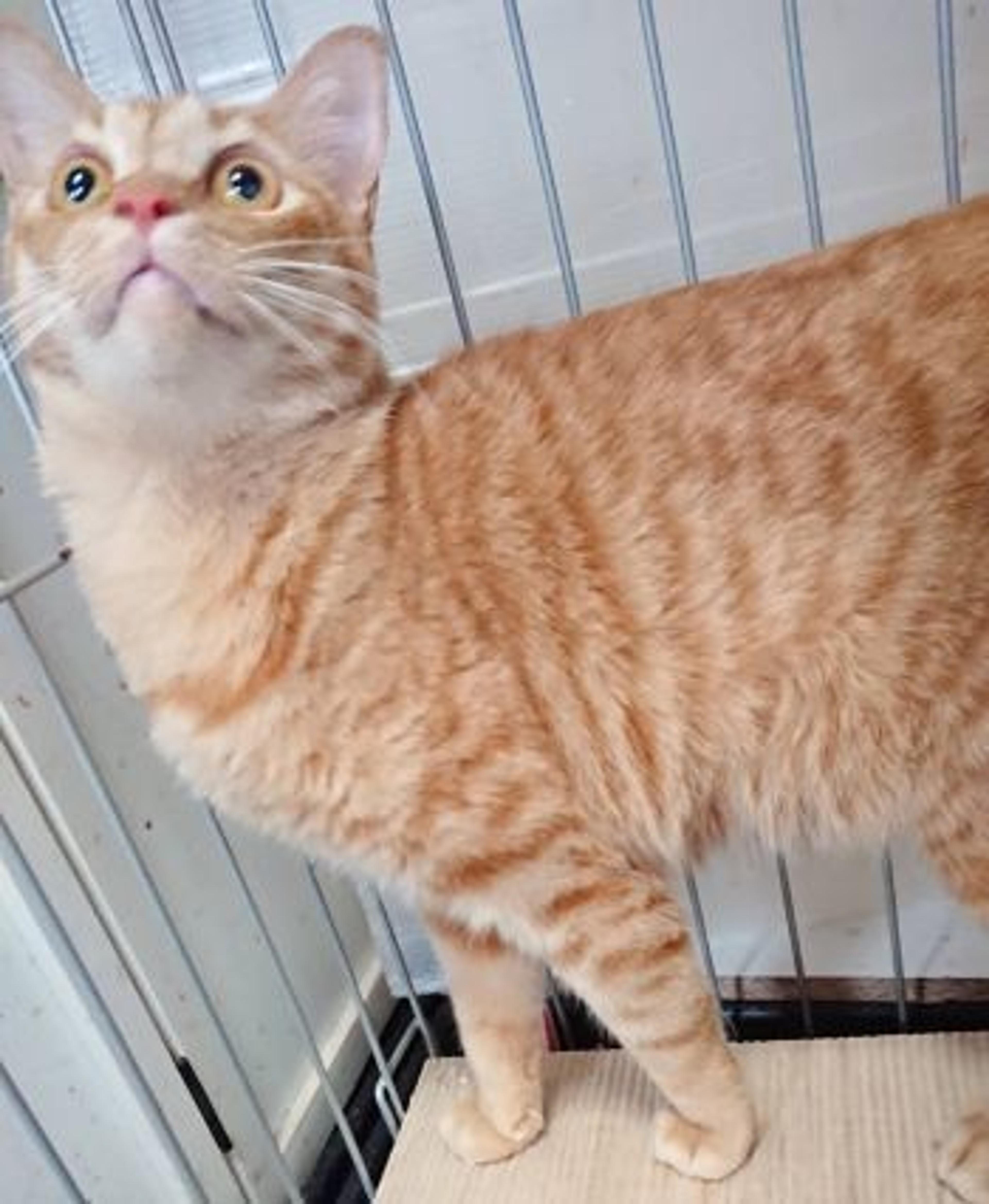 pet-image-3