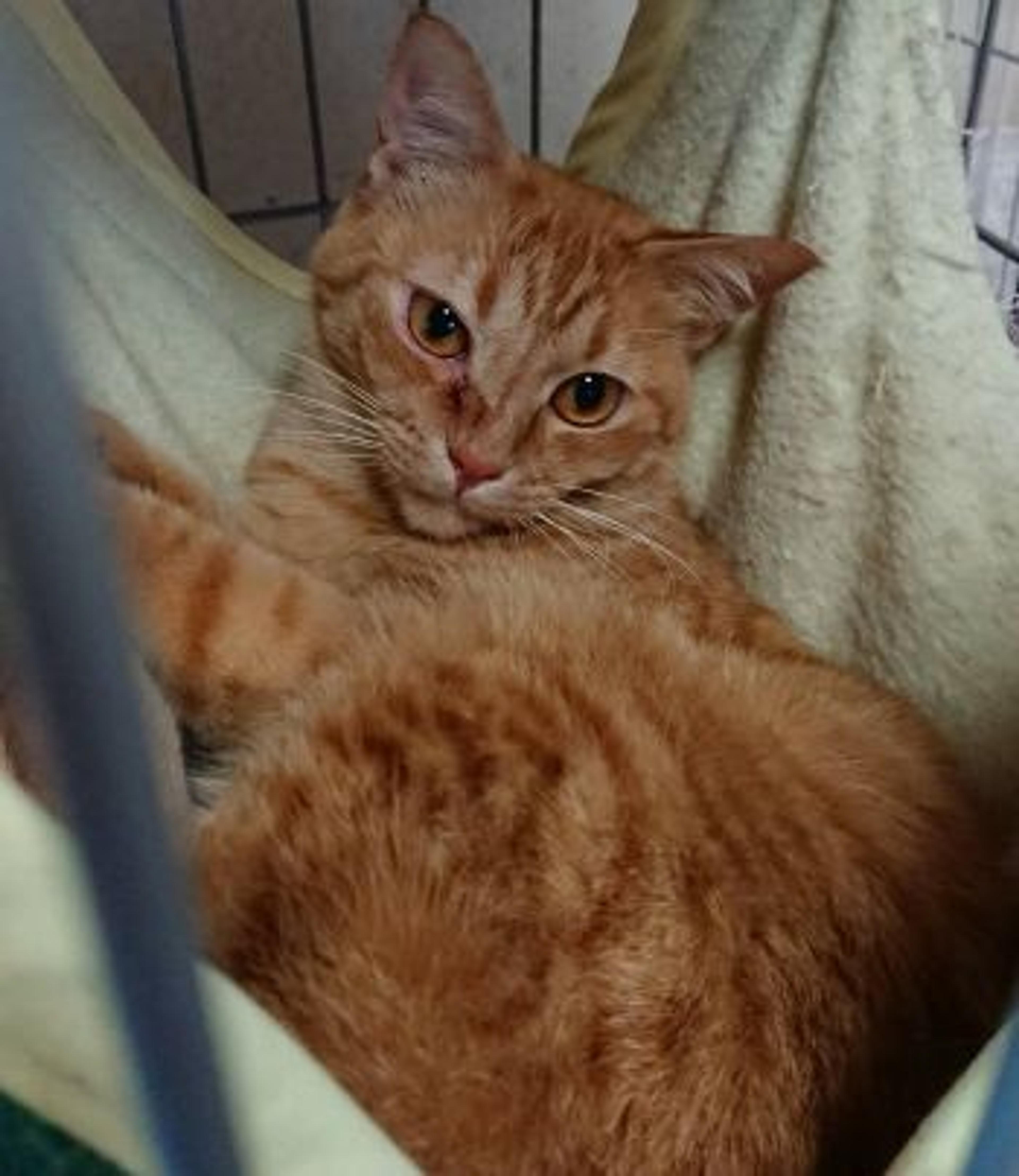 pet-image-4
