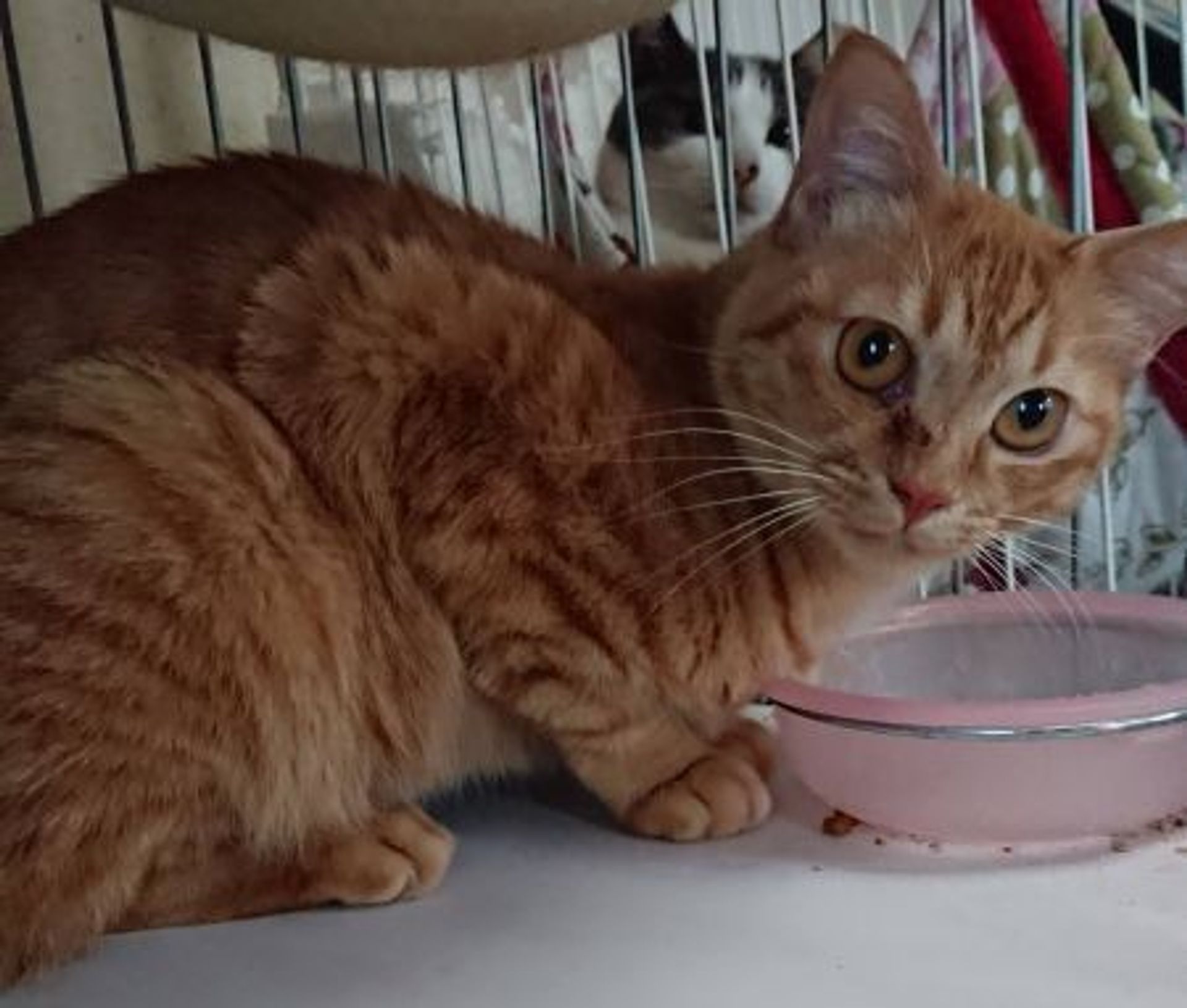 雑種（ミックス猫）・オスの里親募集の写真