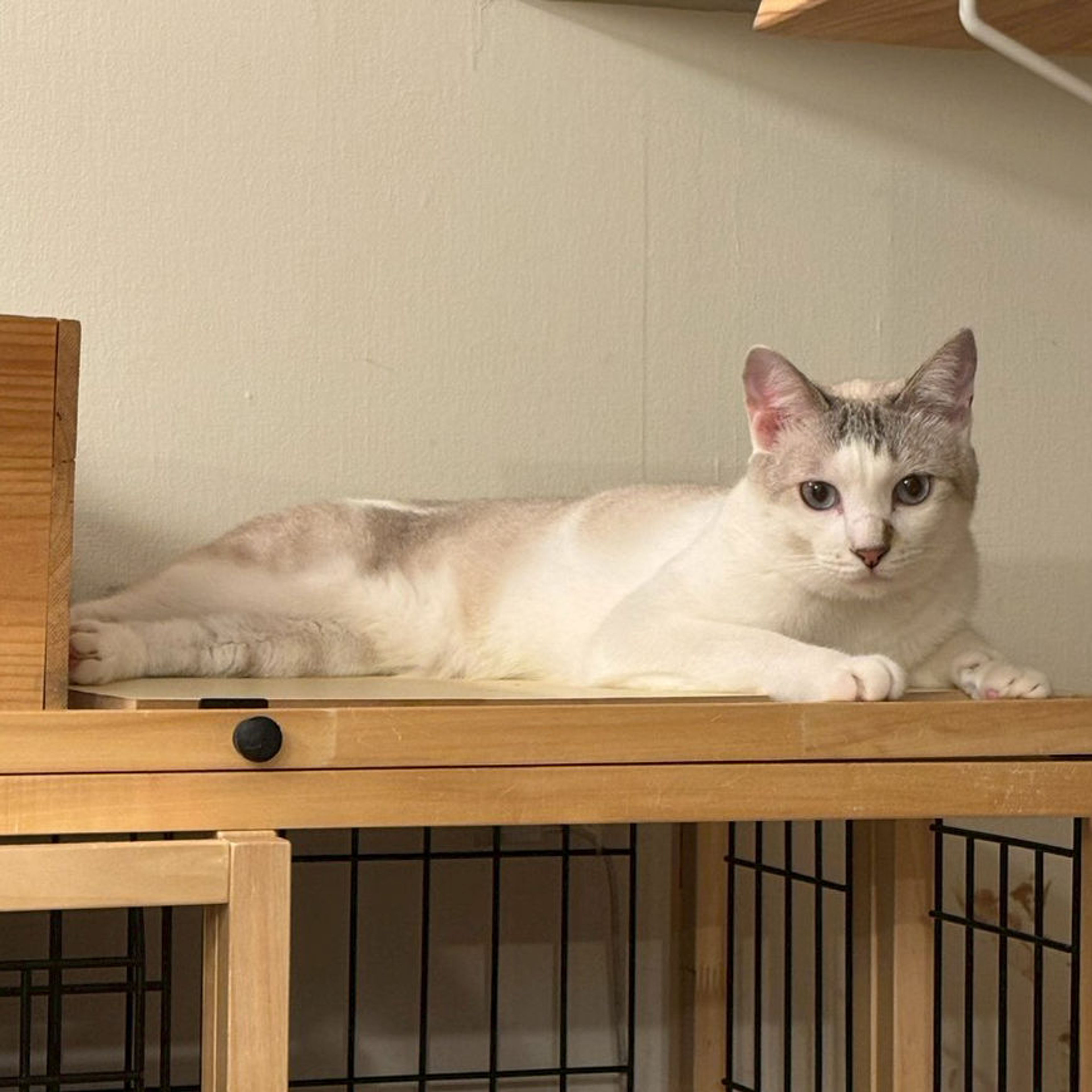 雑種（ミックス猫）・メスの里親募集の写真