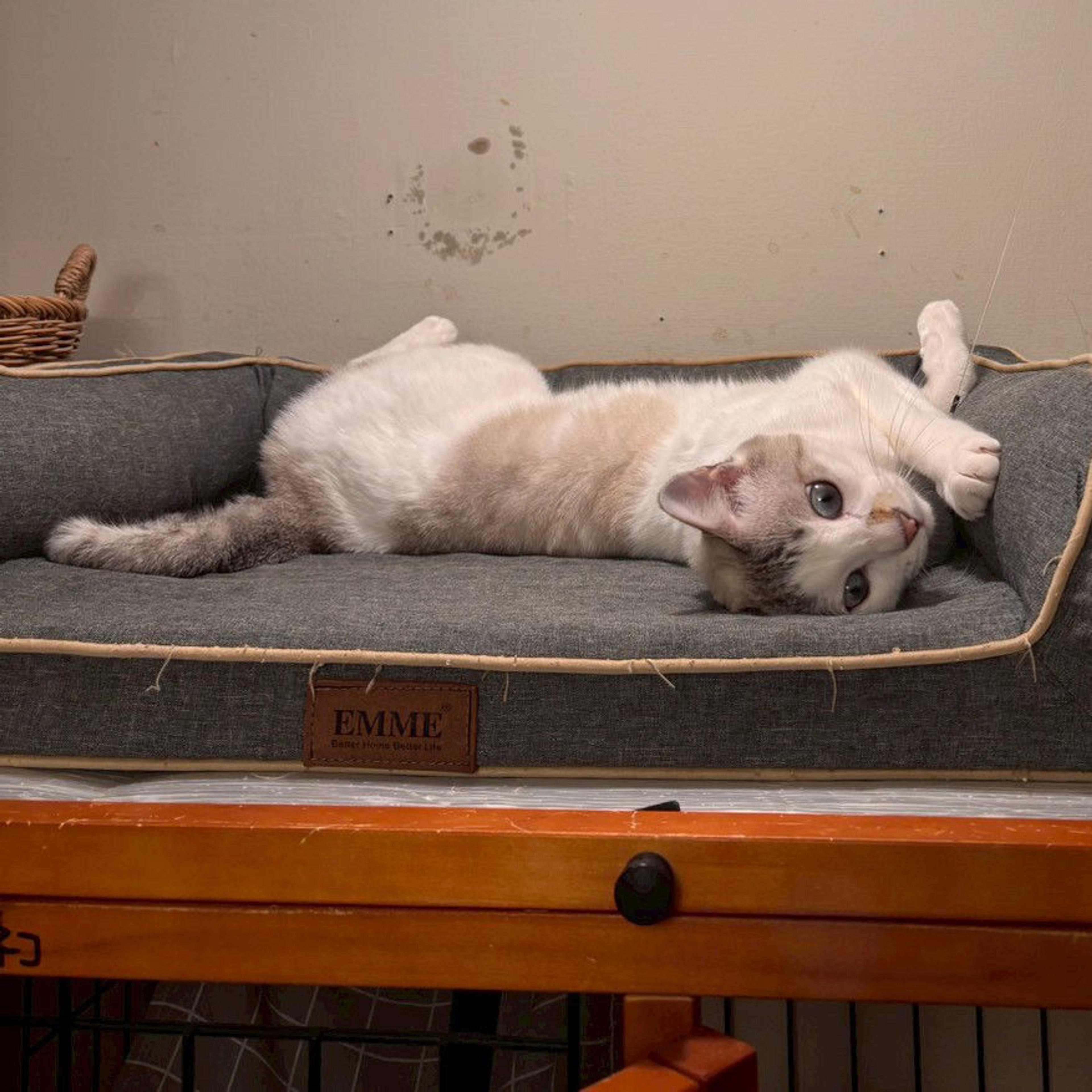 pet-image-3