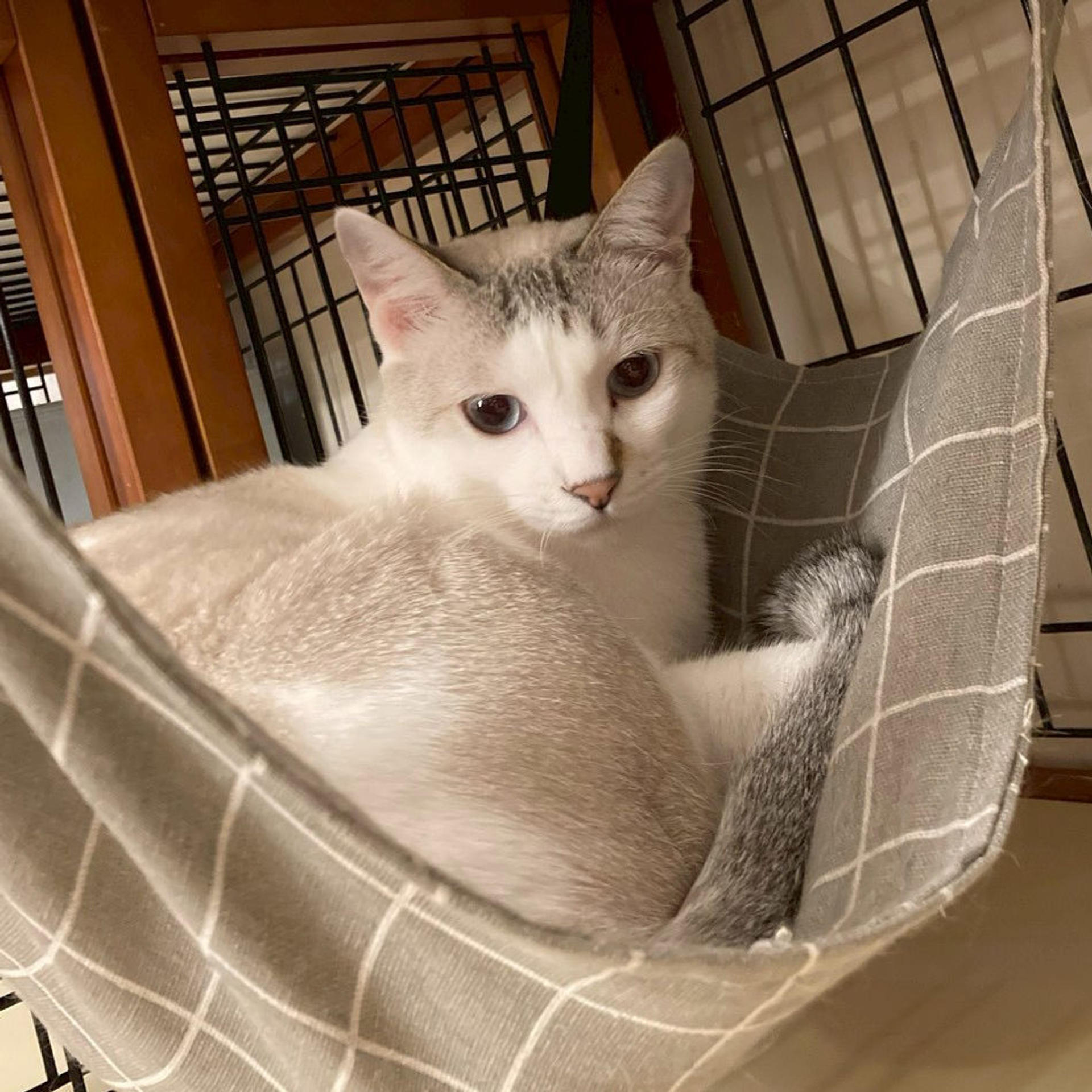 pet-image-4