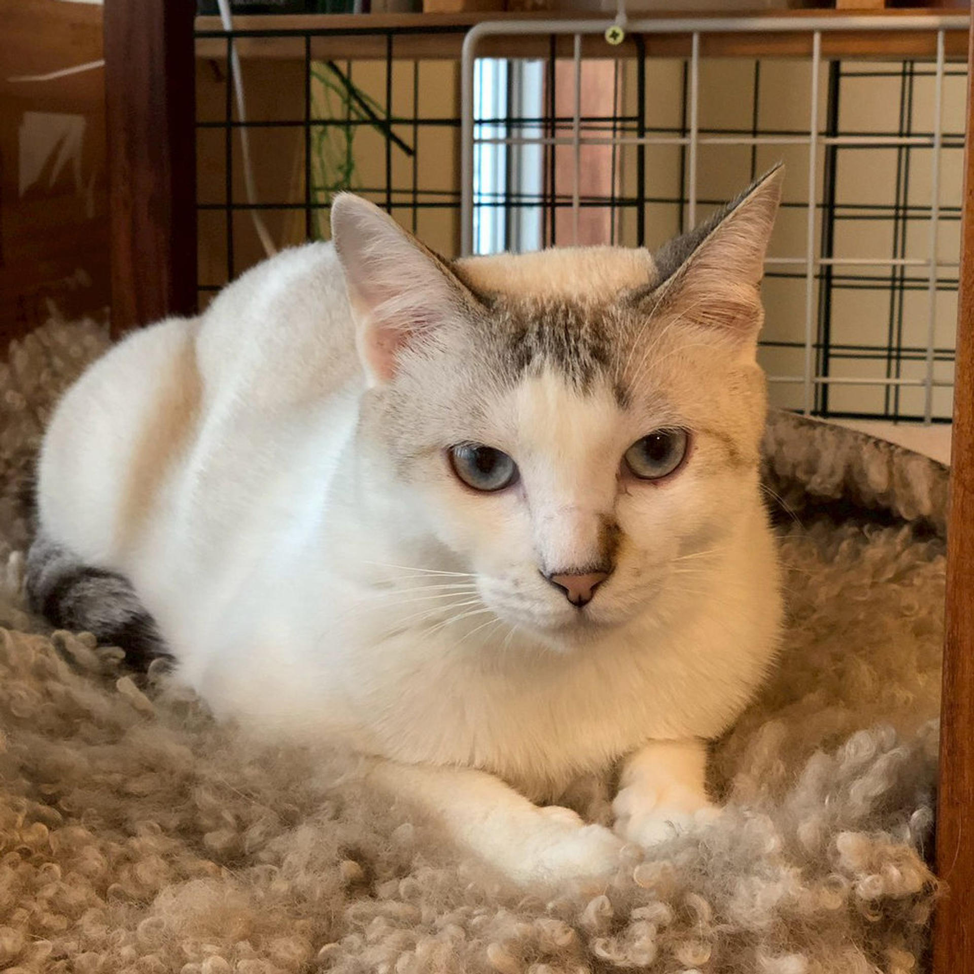 pet-image-5
