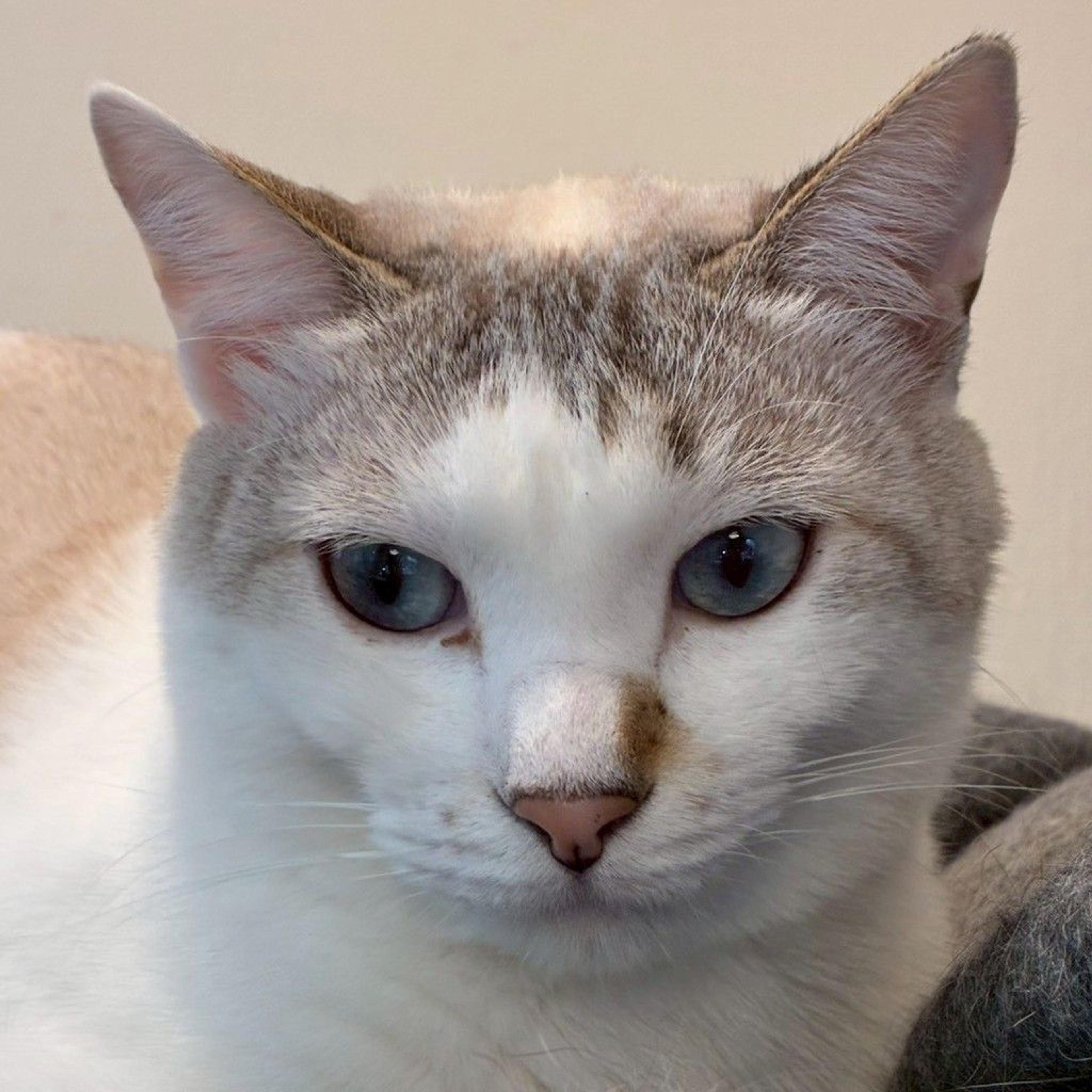pet-image-9