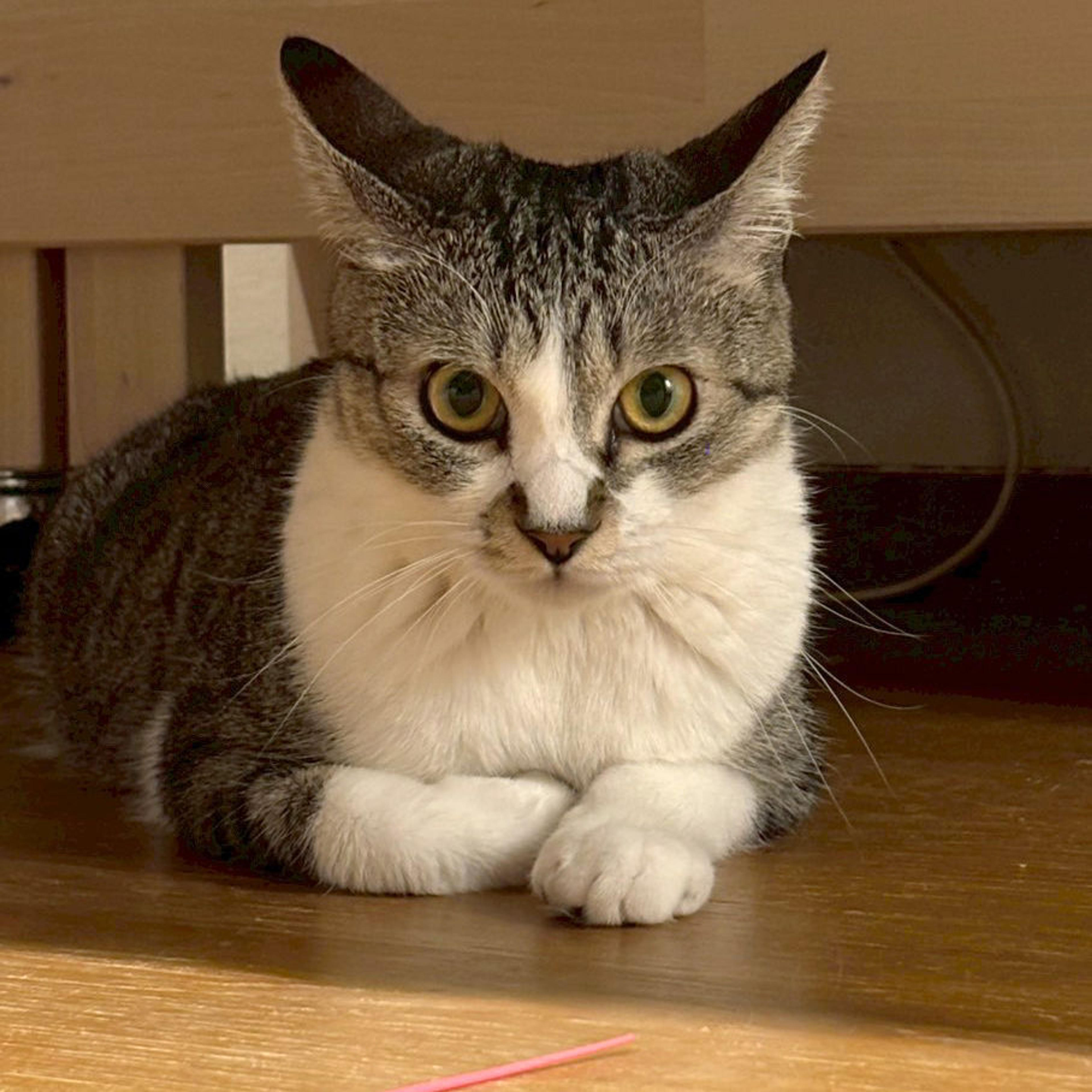 pet-image-3