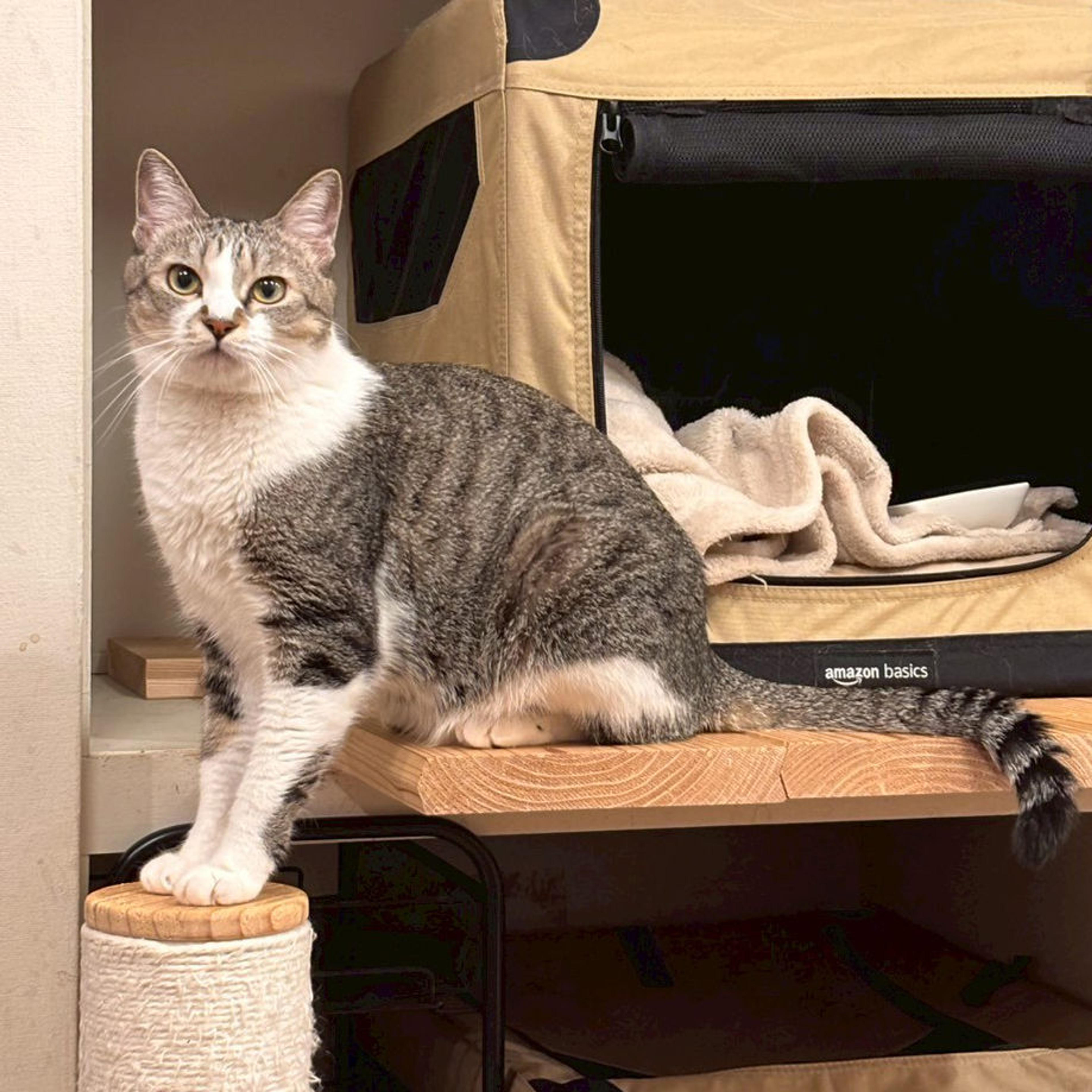 pet-image-6