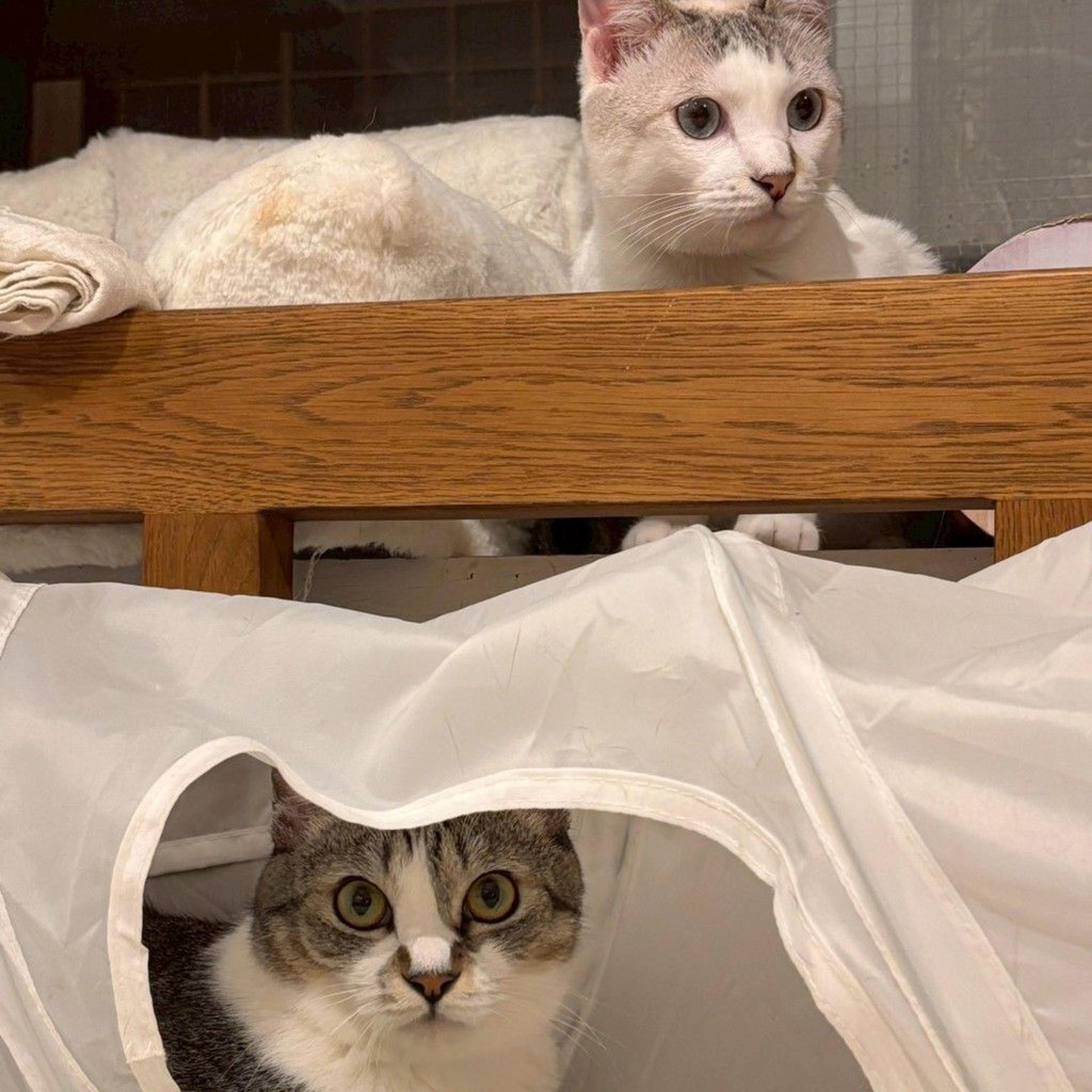 pet-image-7