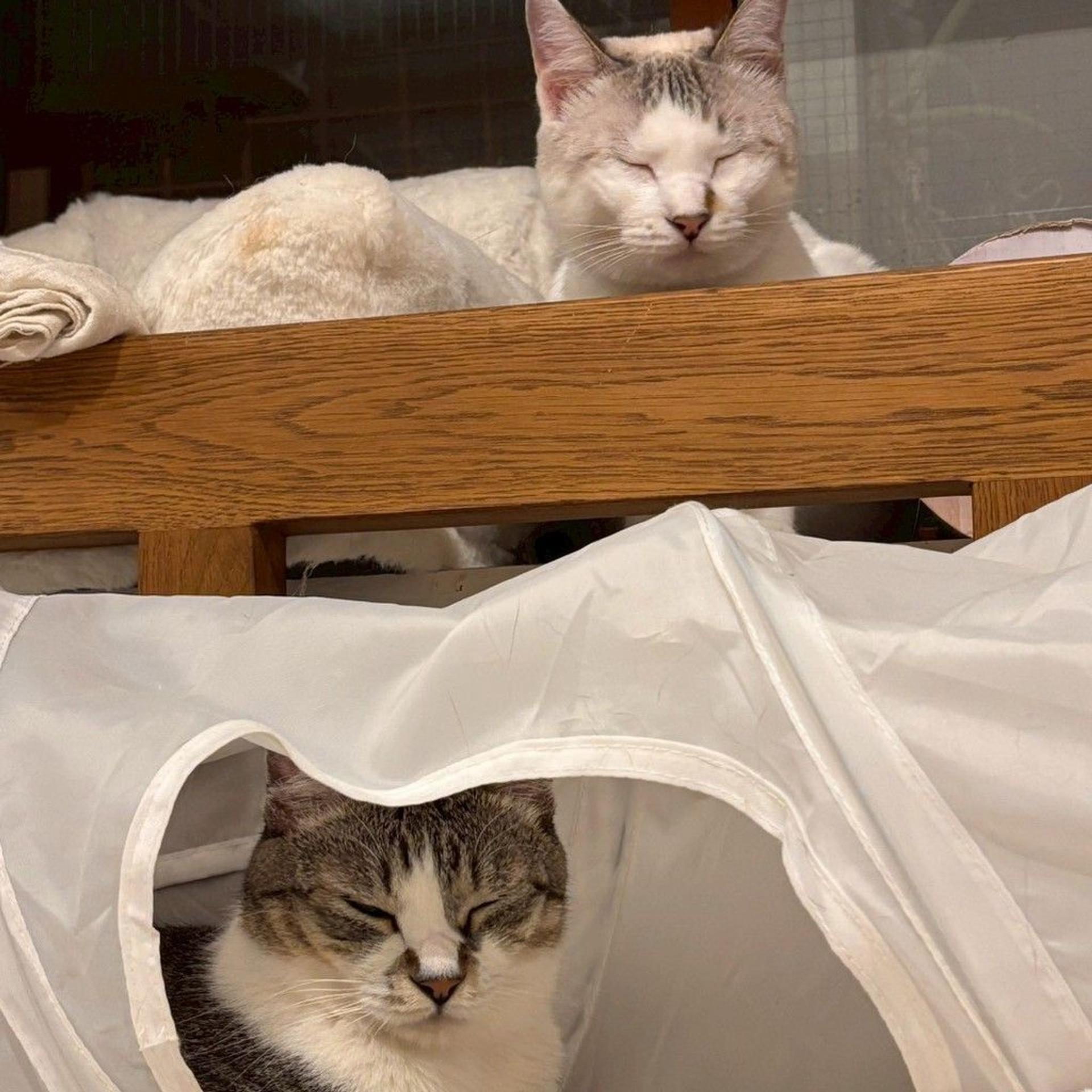pet-image-8