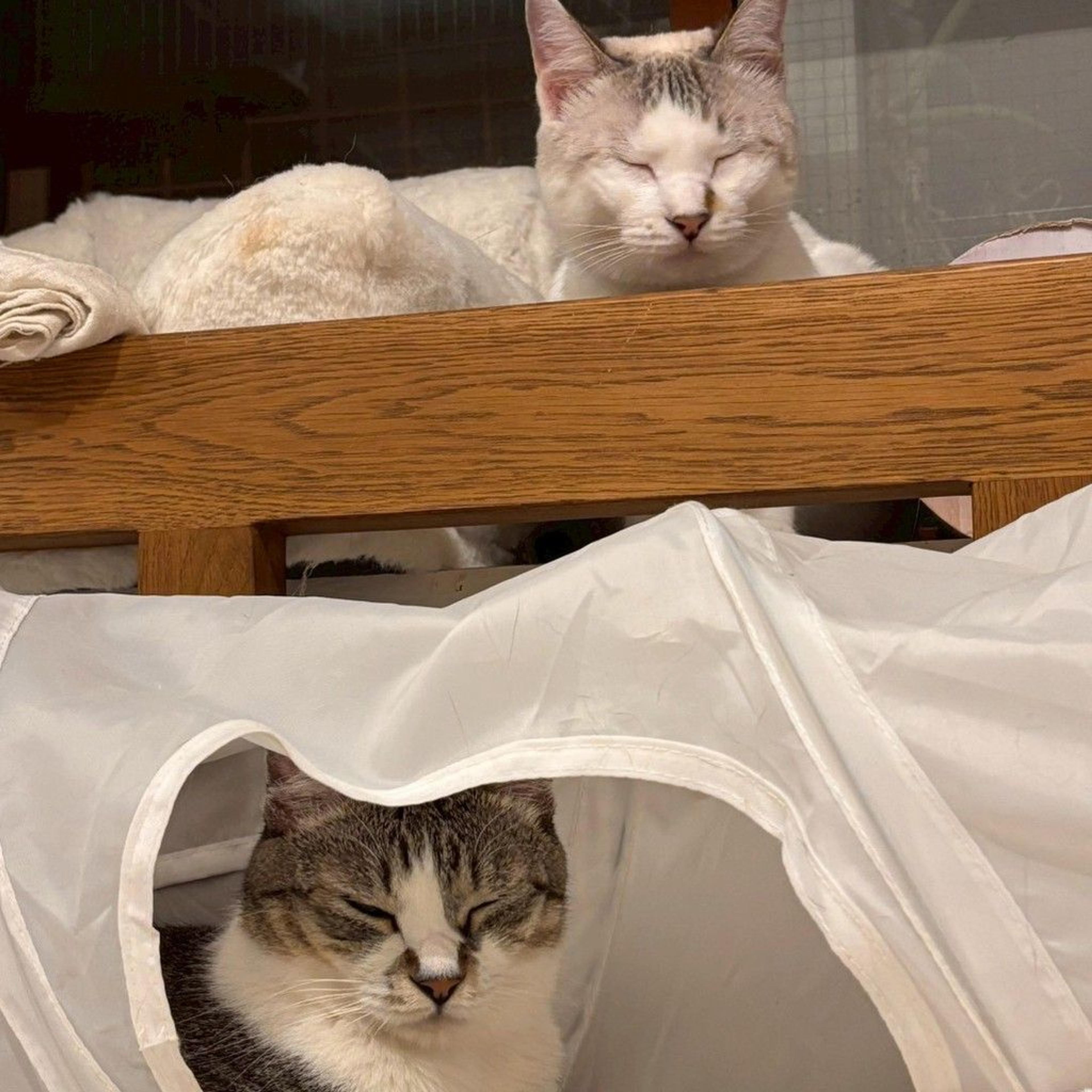 pet-image-8
