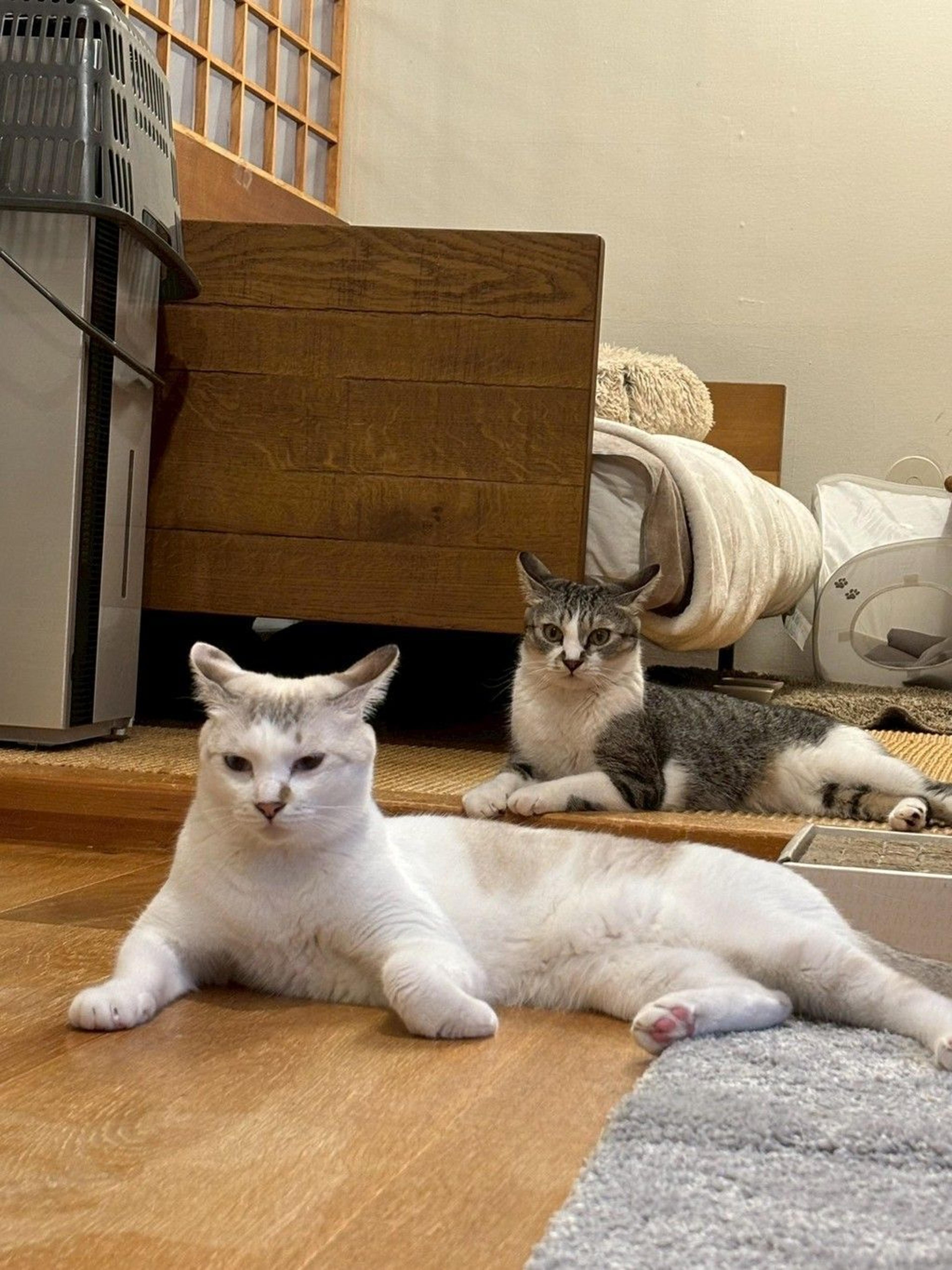 pet-image-9