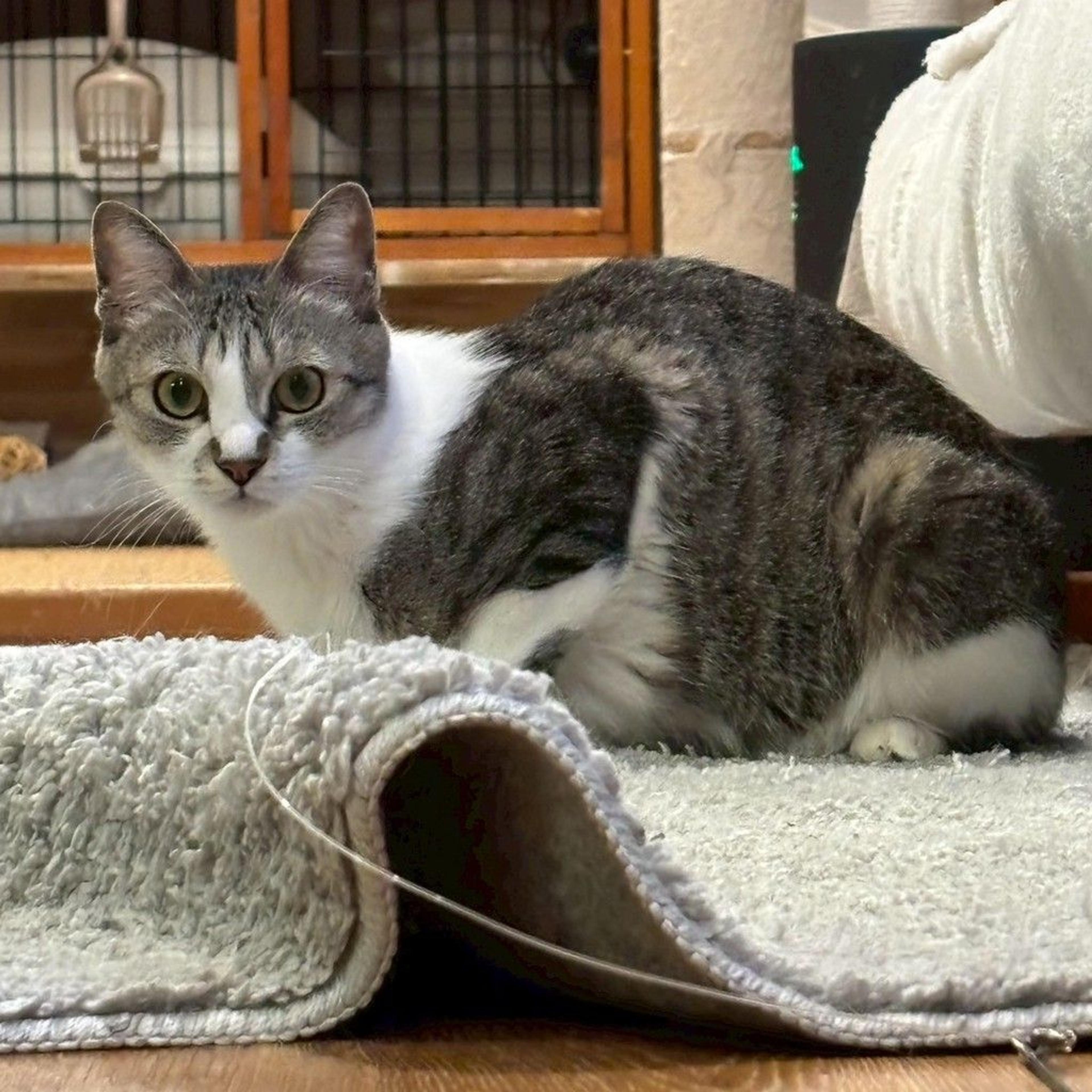 pet-image-10