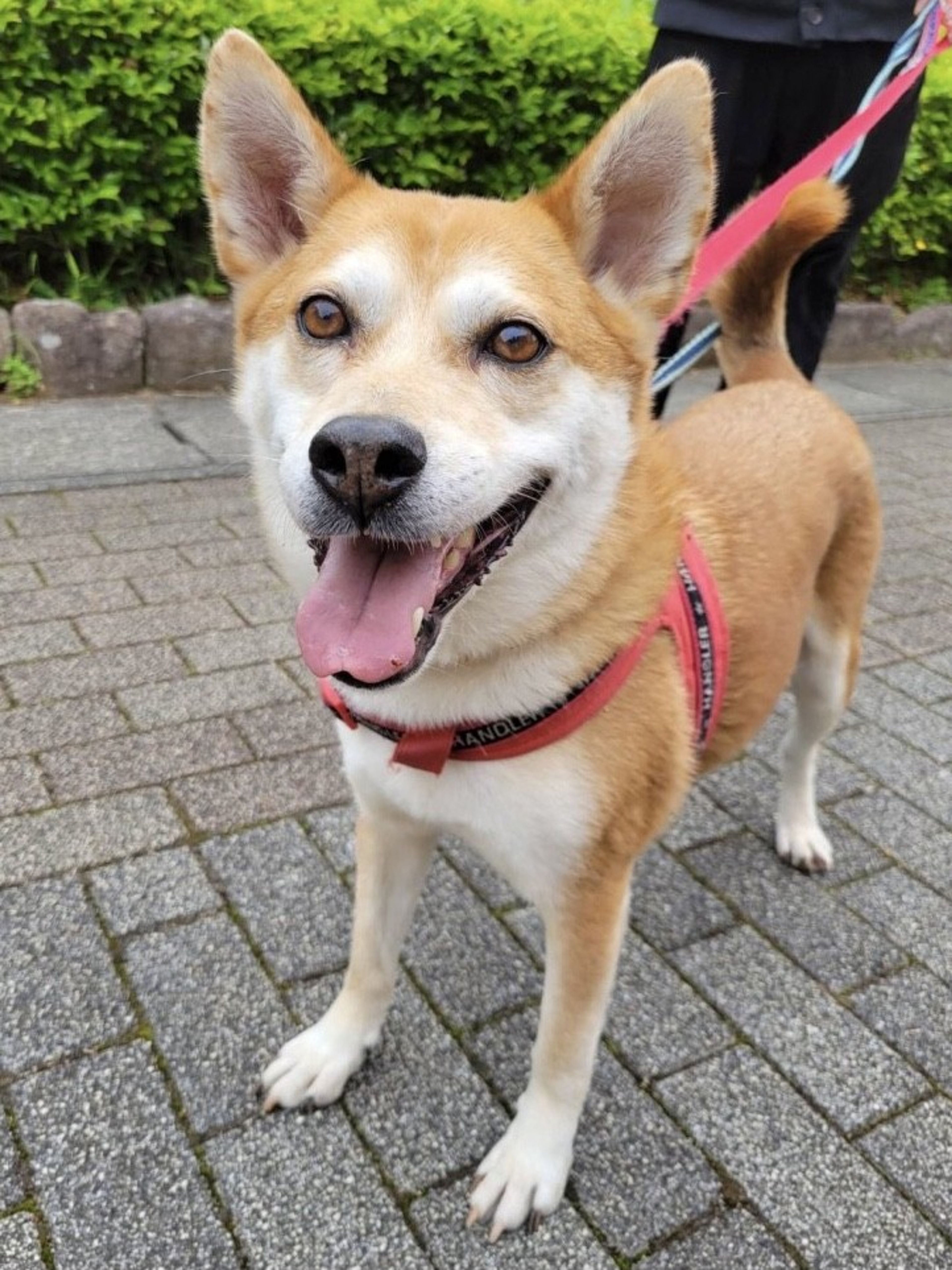 雑種（ミックス犬）・オスの里親募集の写真