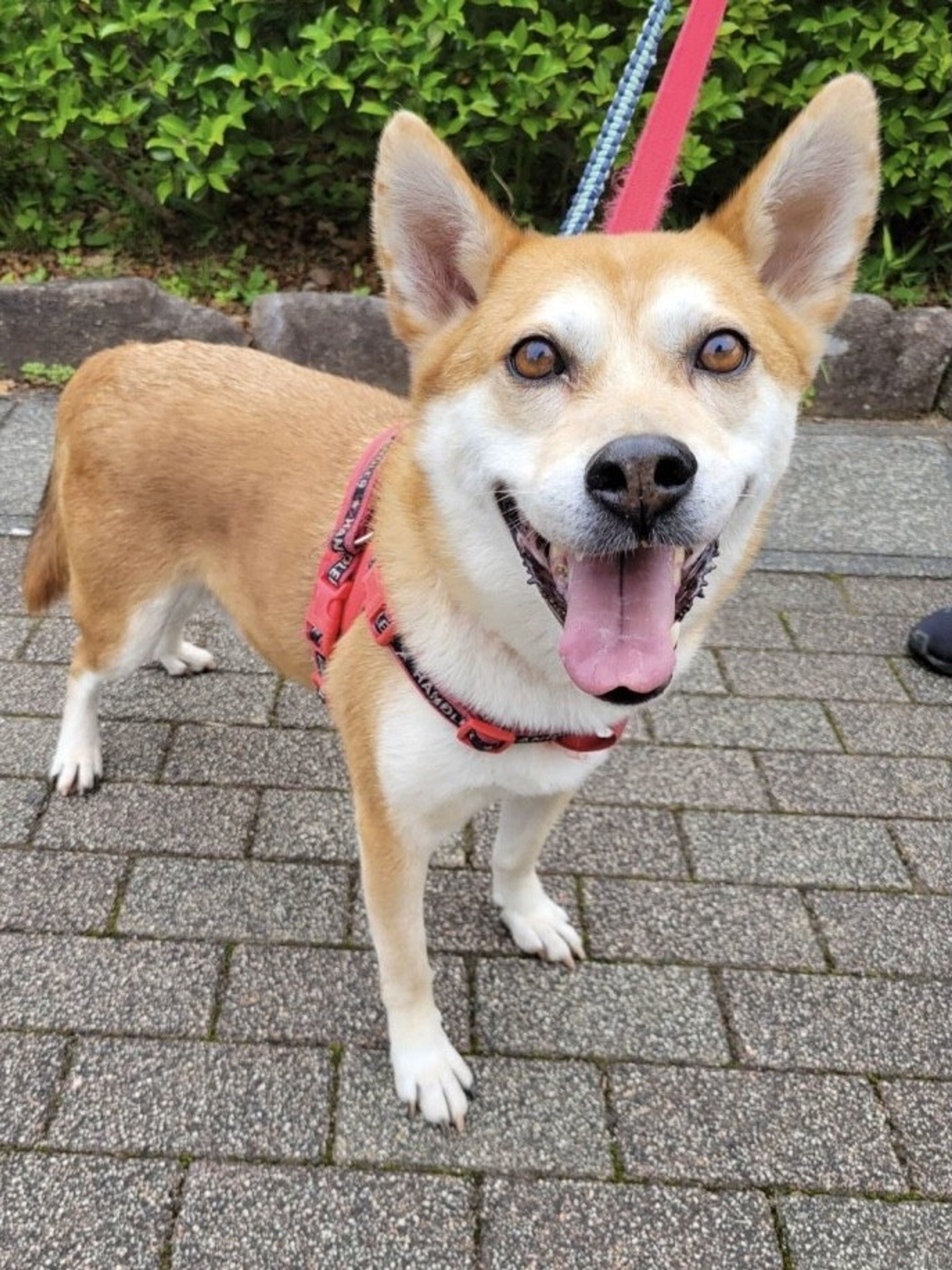 pet-image-2
