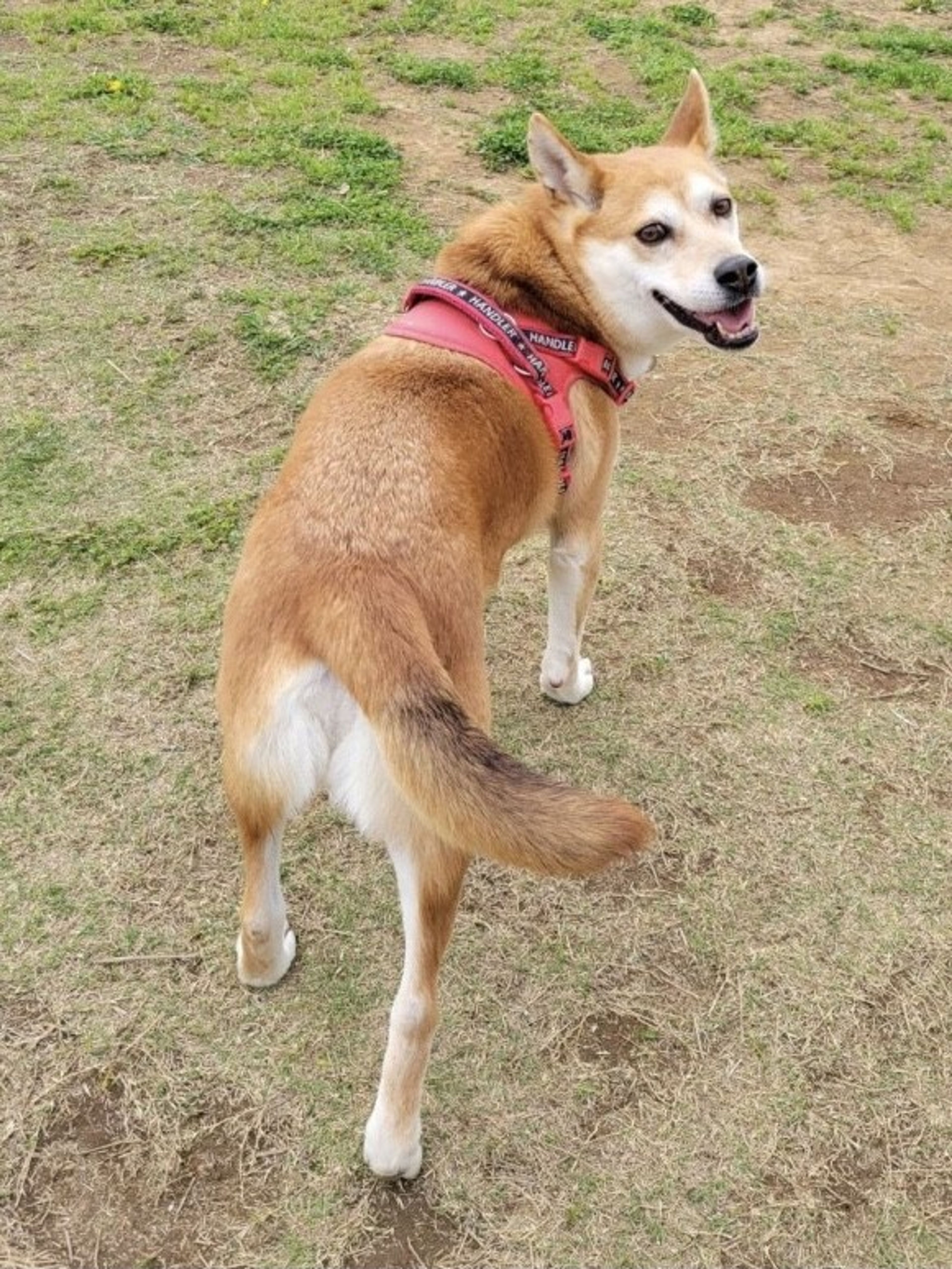 pet-image-3