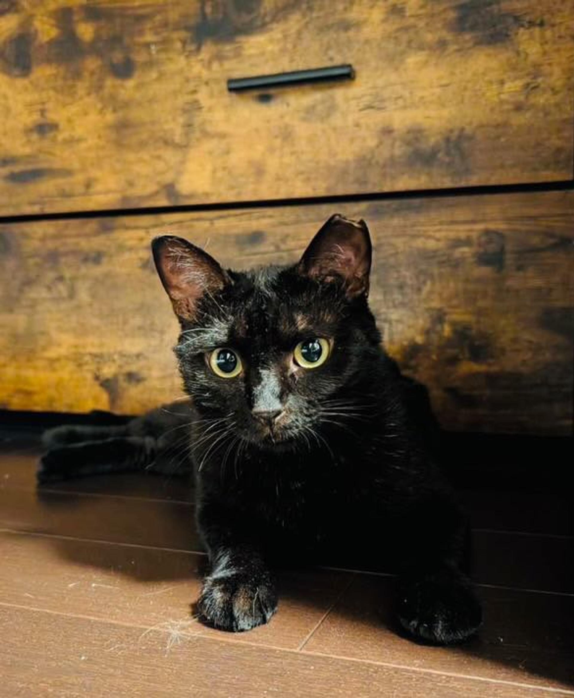 pet-image-2