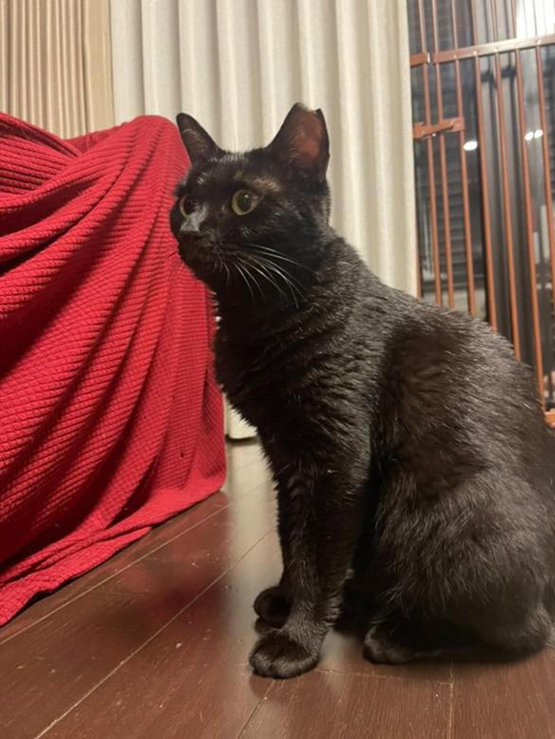pet-image-7
