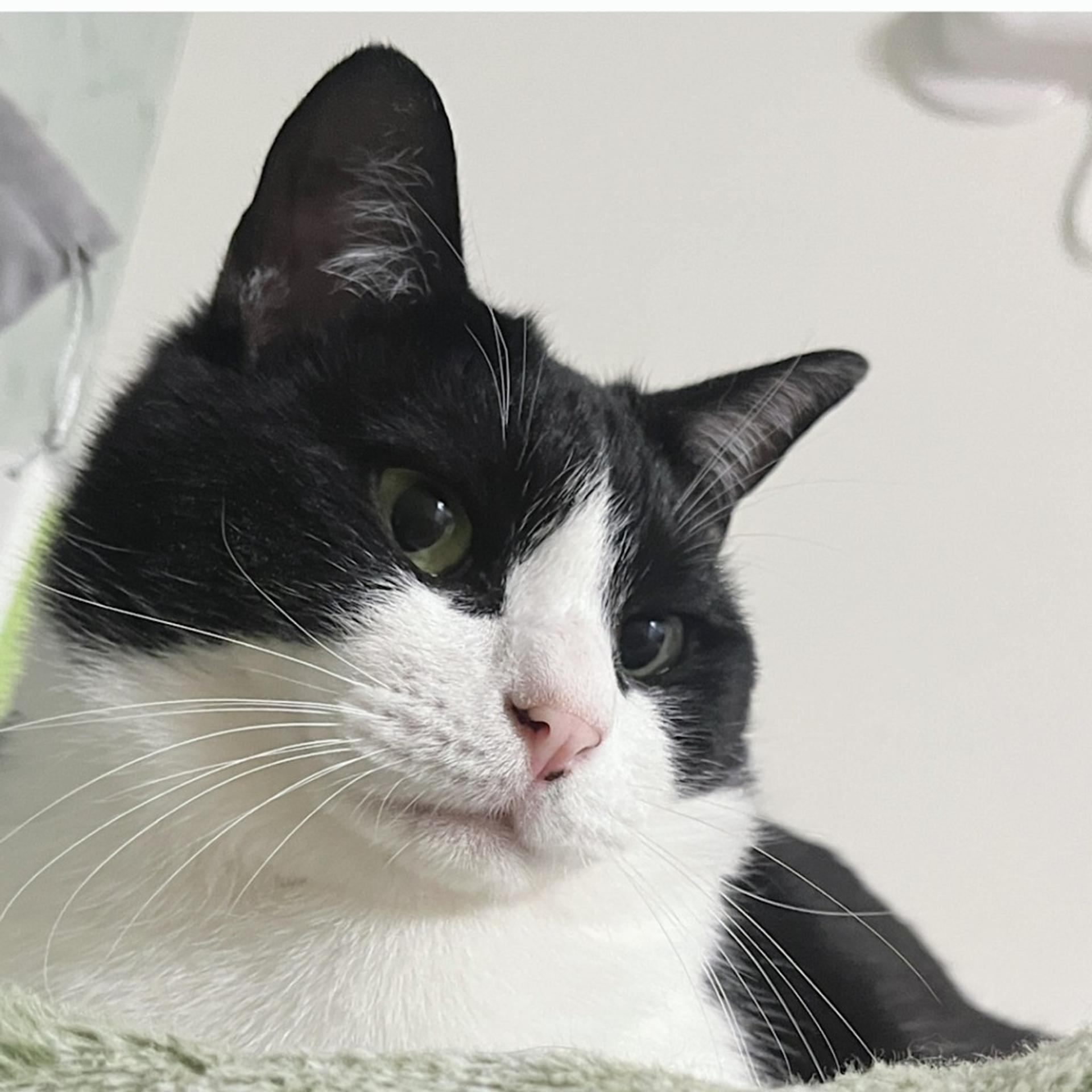 pet-image-4