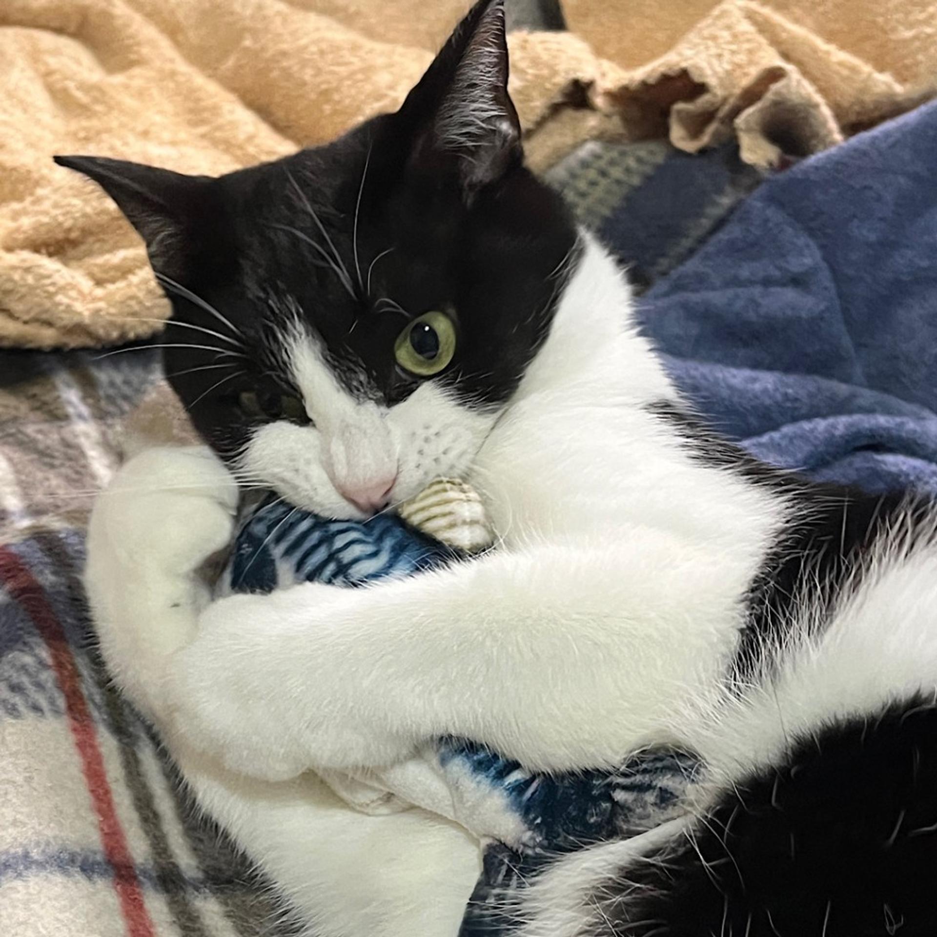 pet-image-8