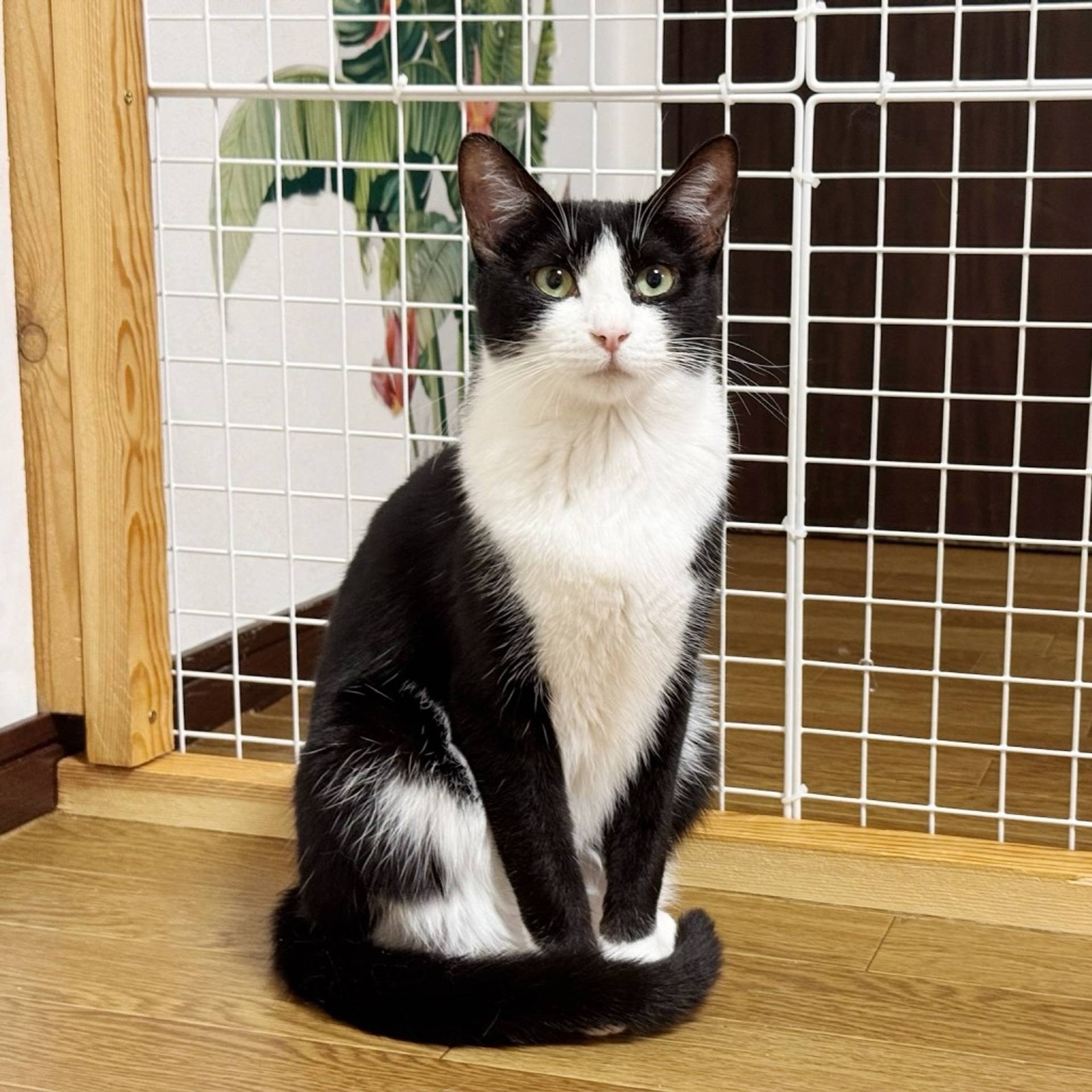 雑種（ミックス猫）・メスの里親募集の写真