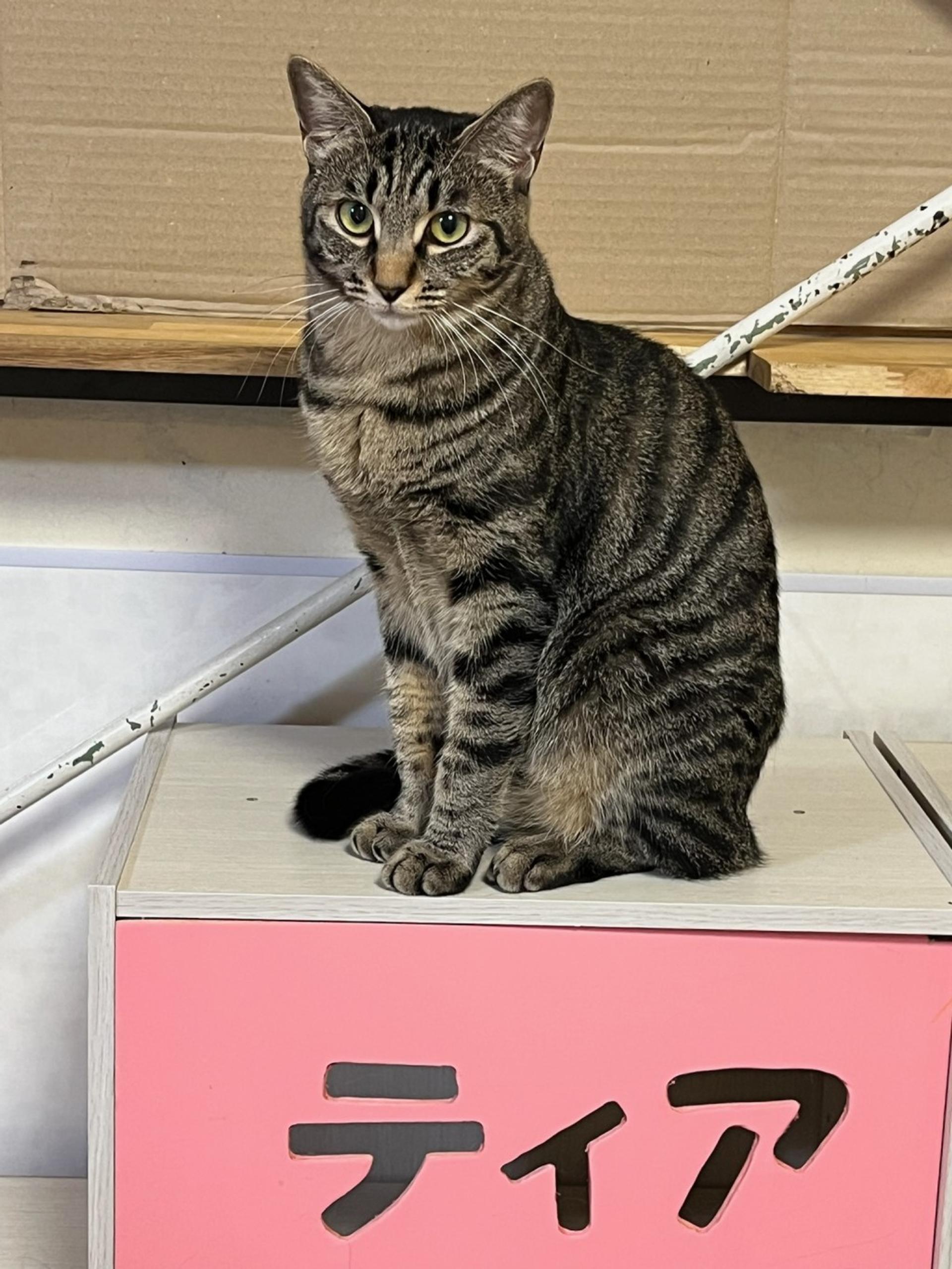 pet-image-3