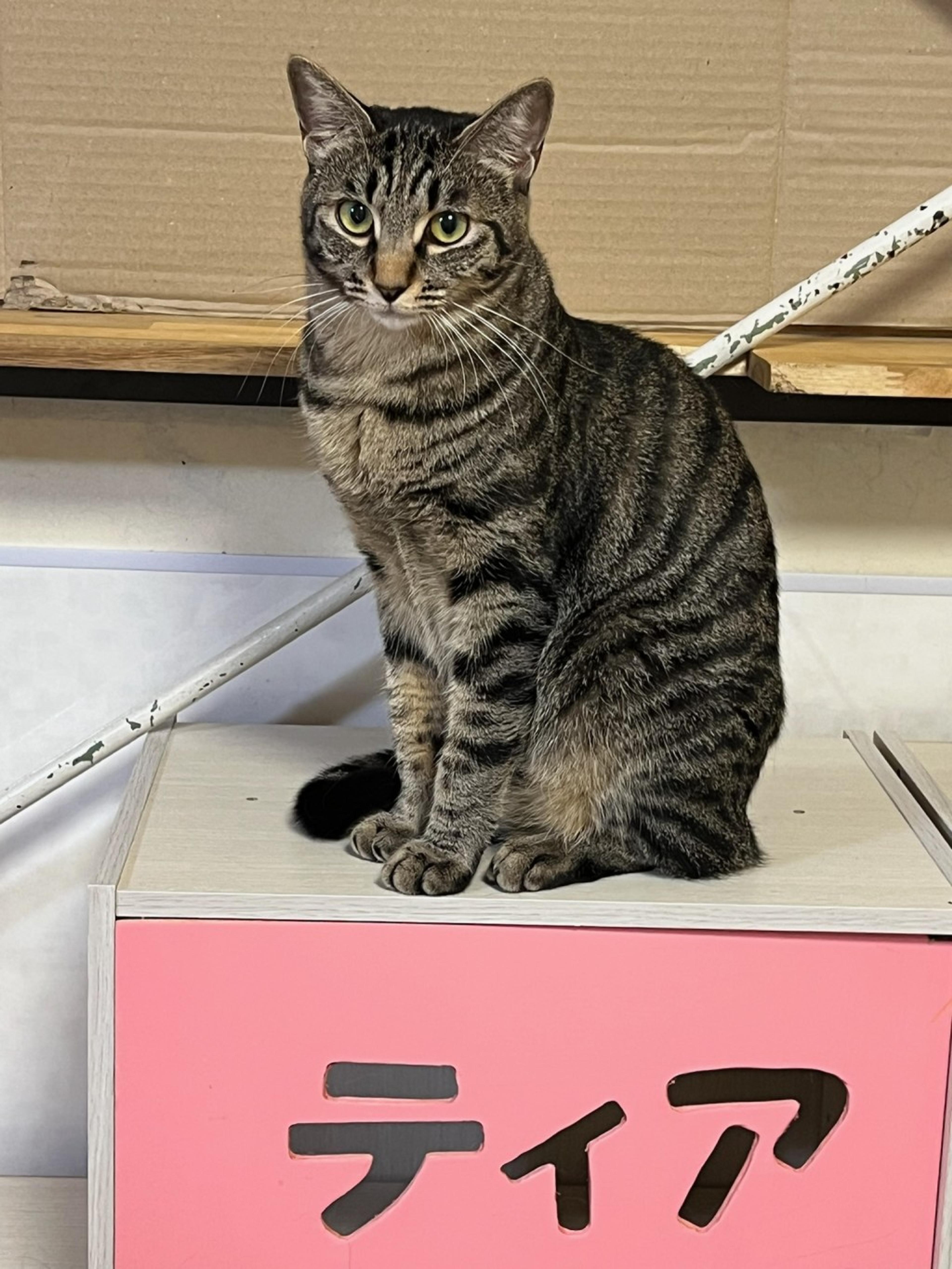 pet-image-3