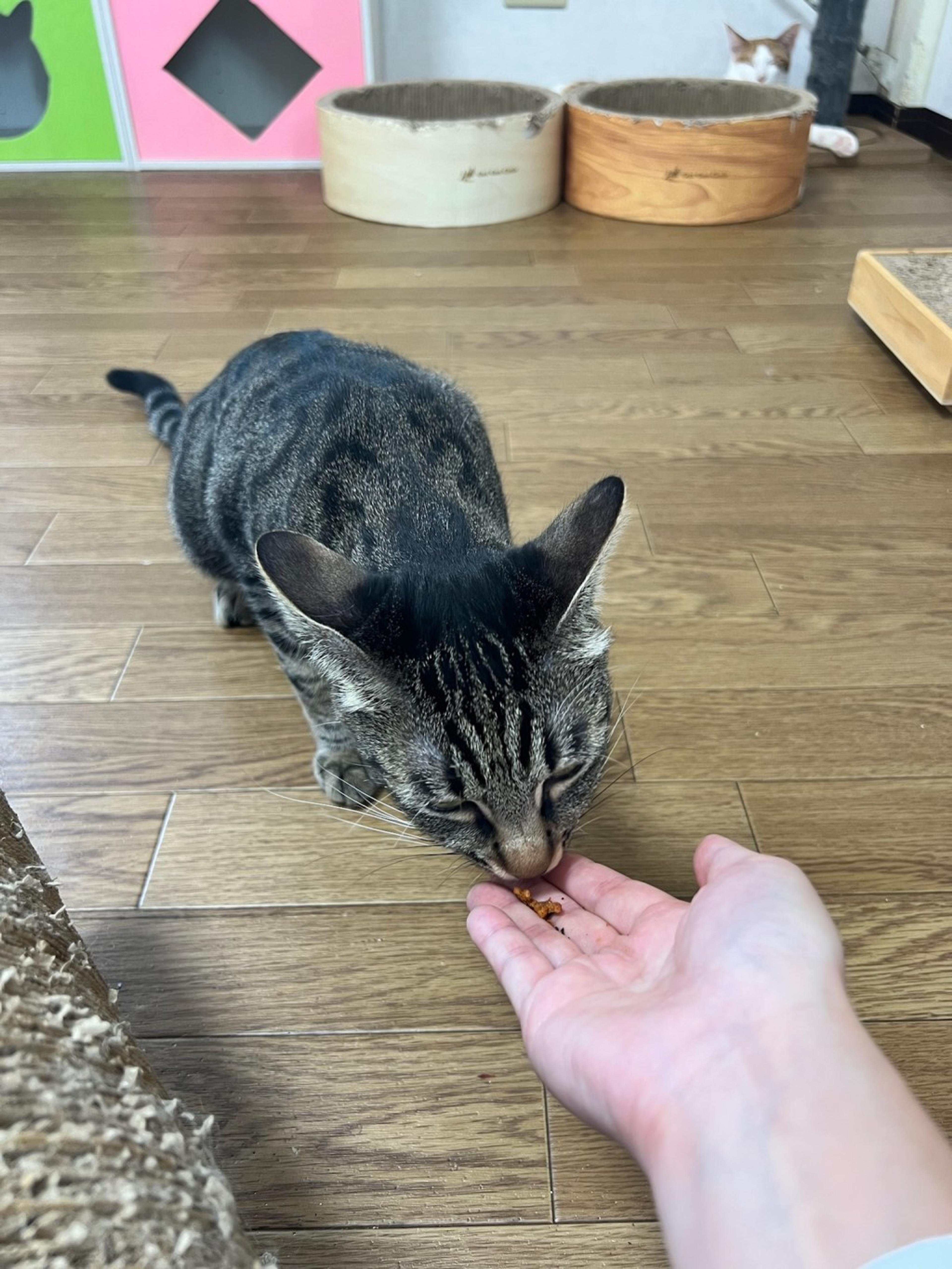pet-image-4