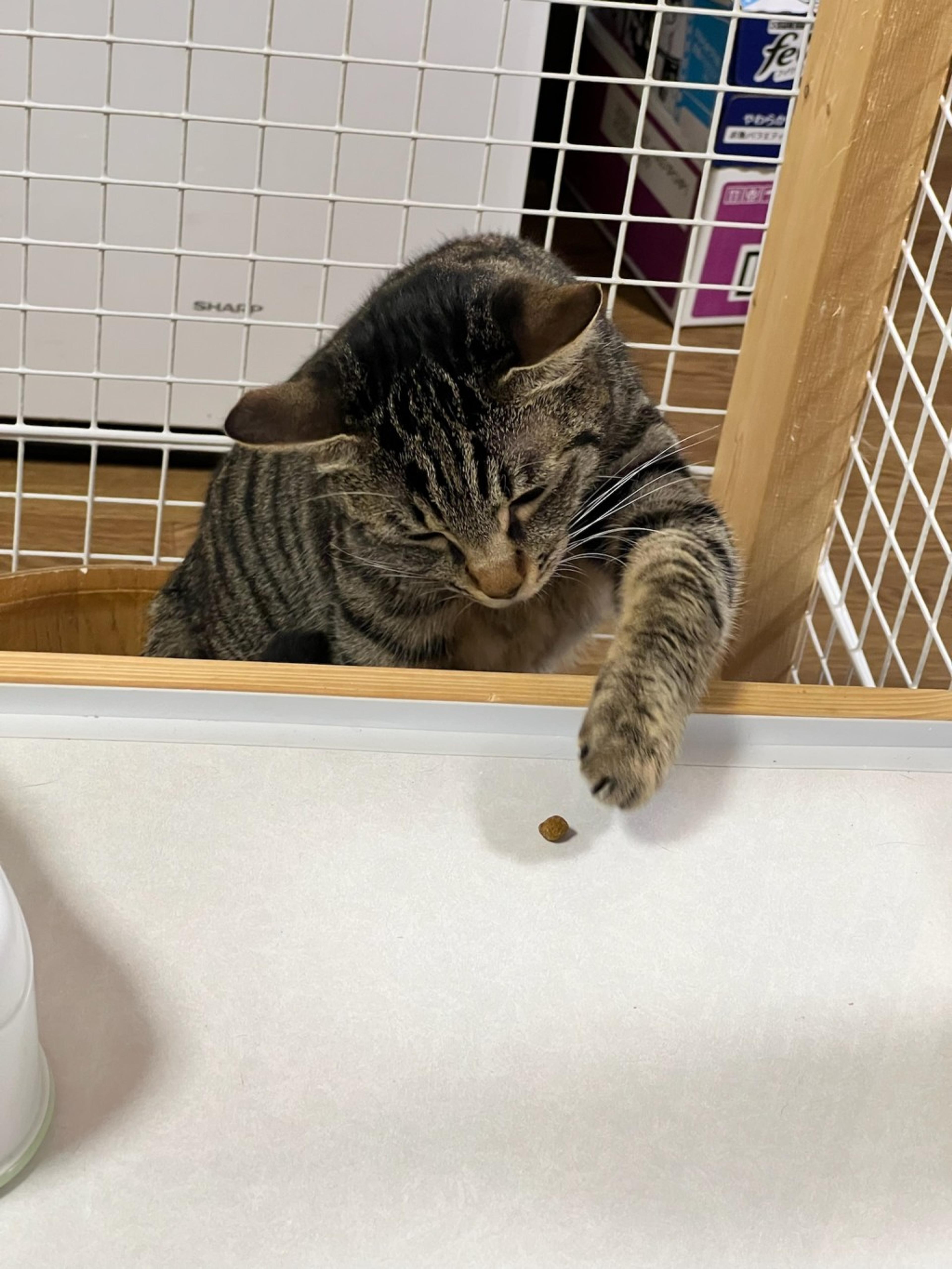 pet-image-5