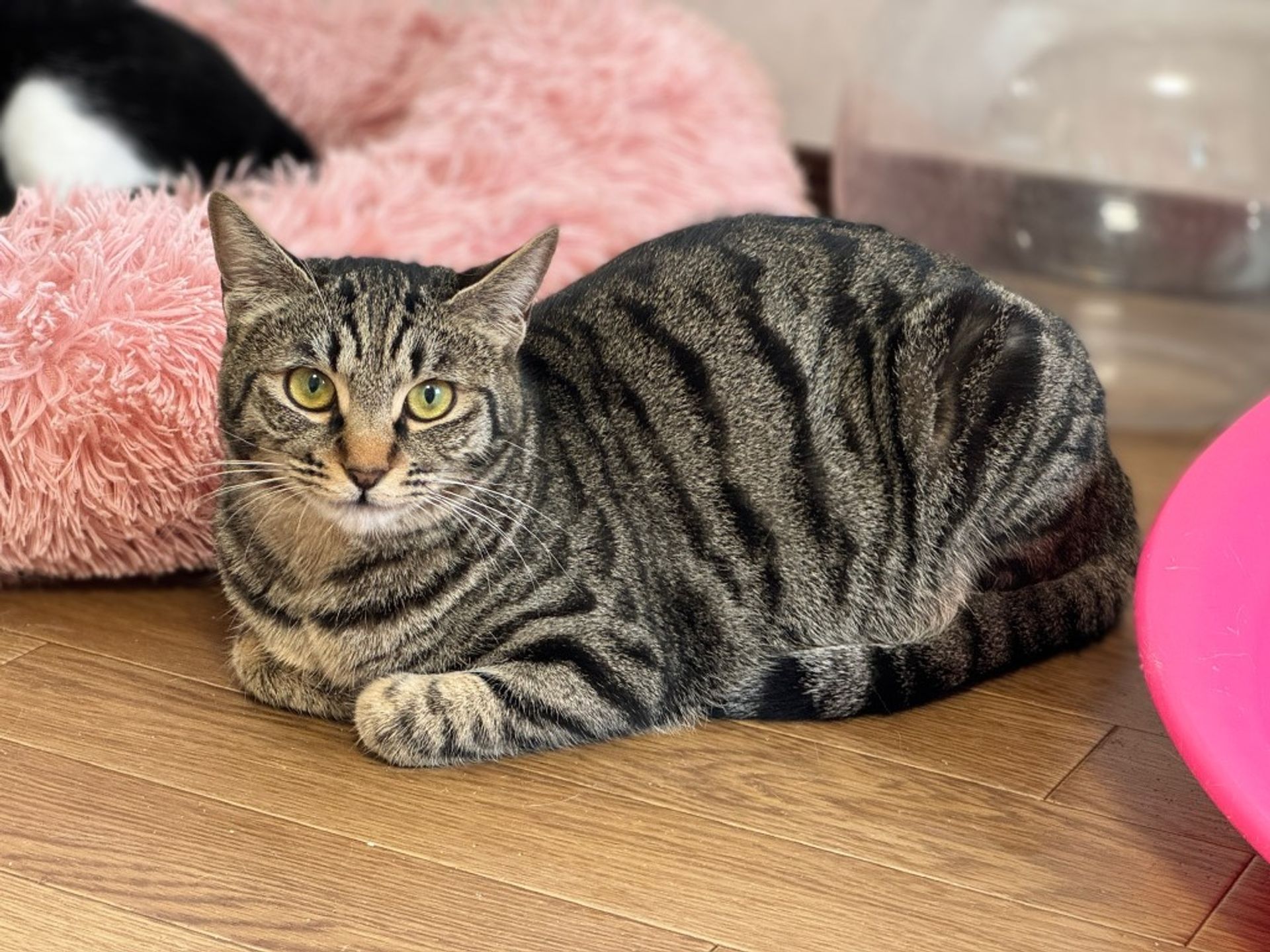 雑種（ミックス猫）・メスの里親募集の写真