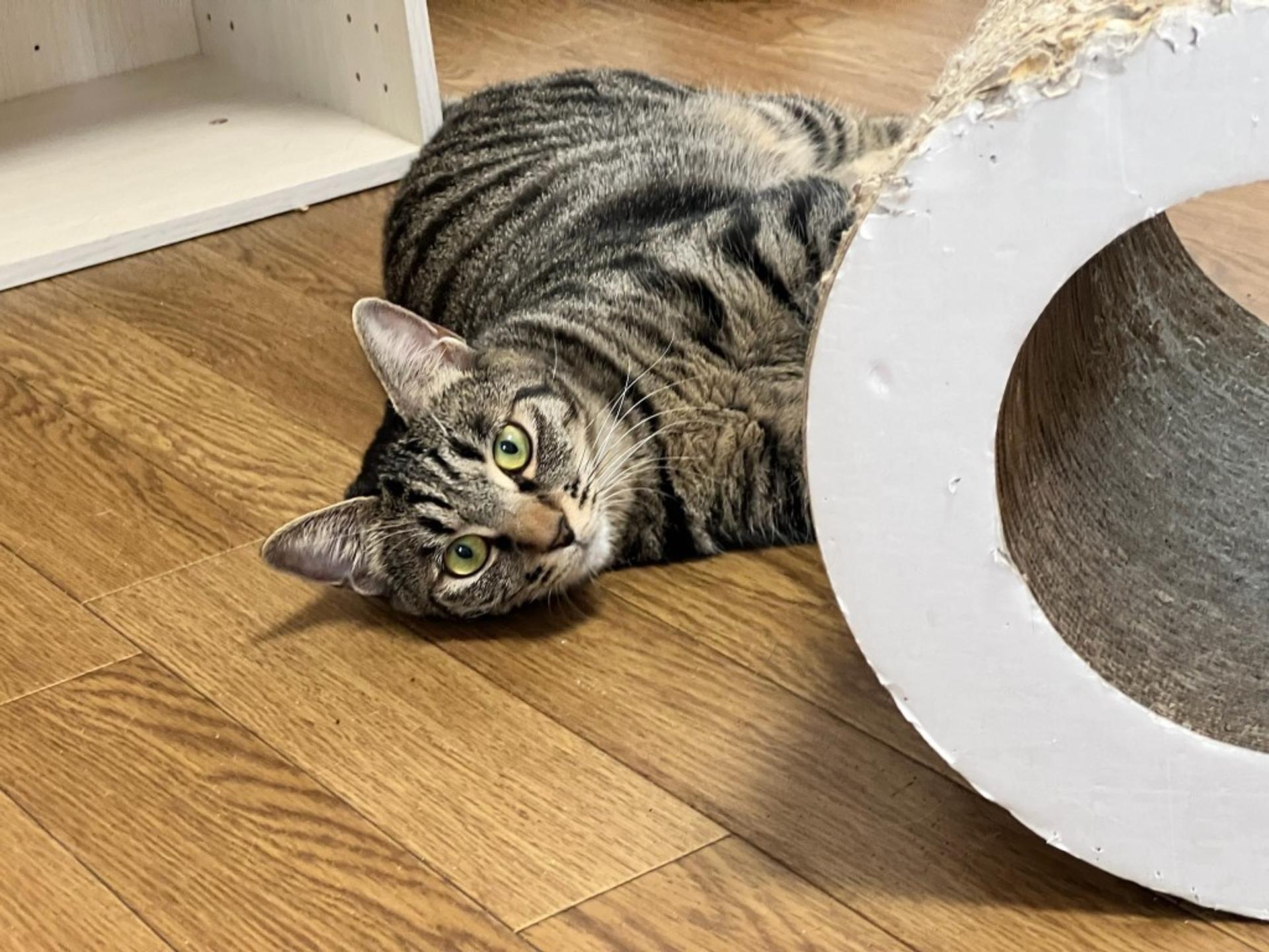 pet-image-2