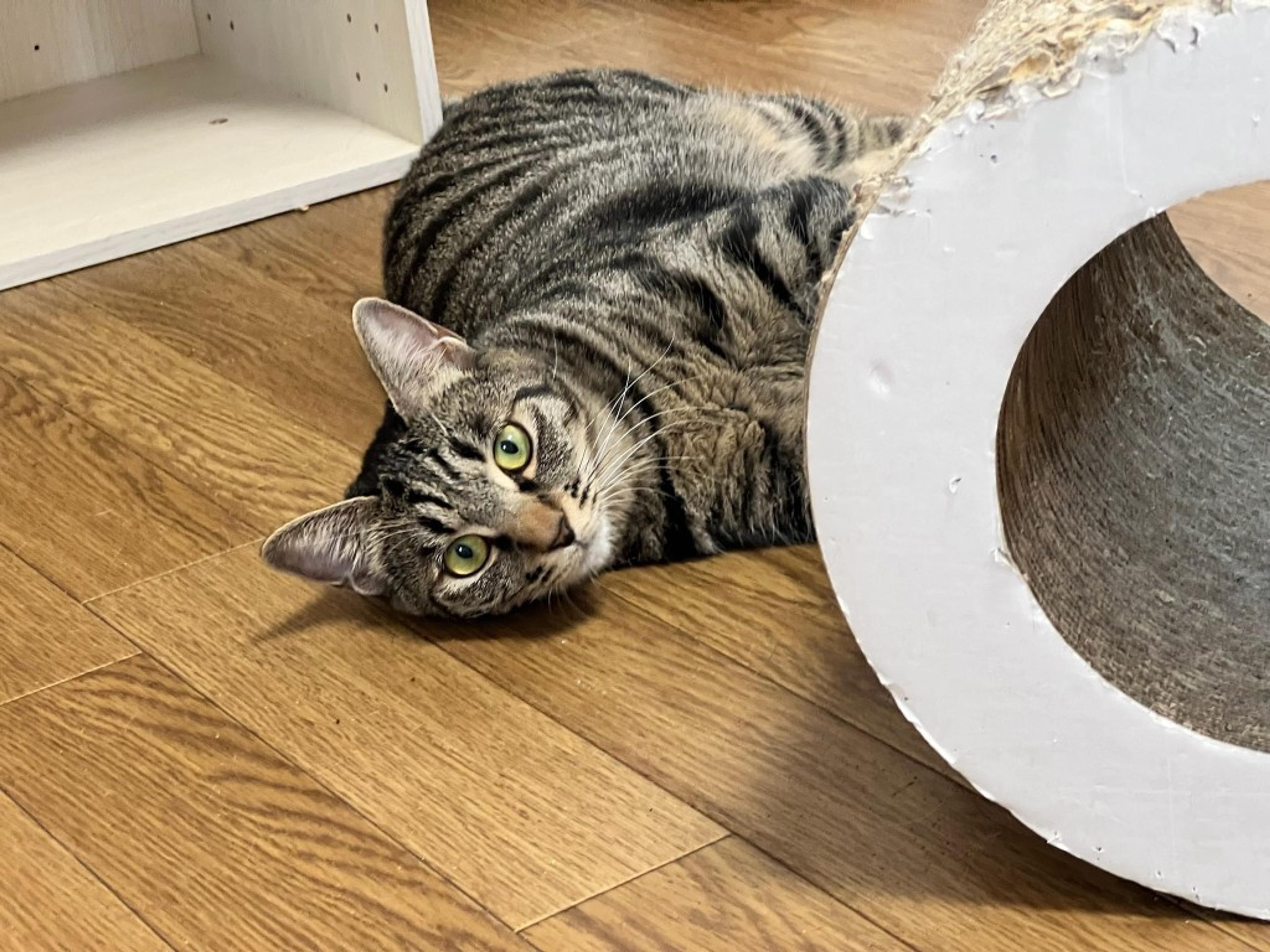 pet-image-2