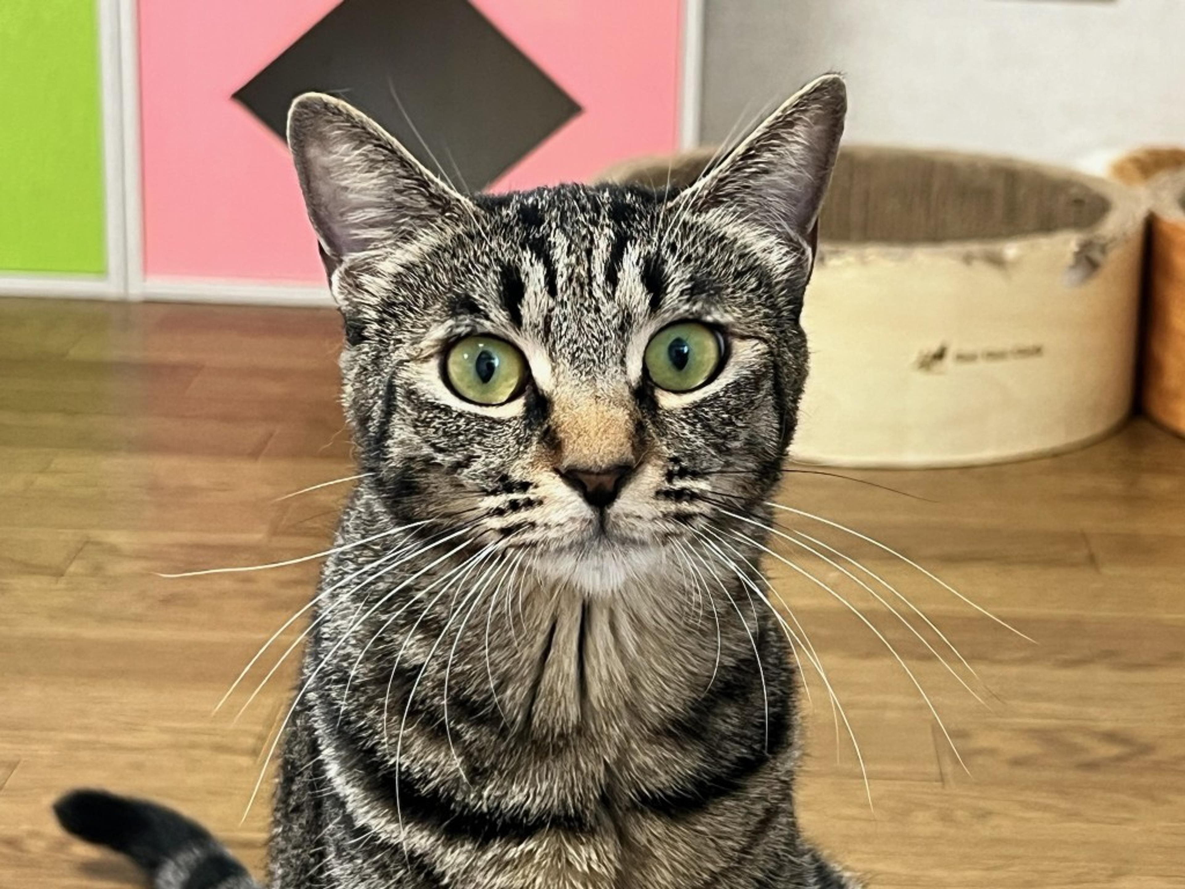pet-image-6