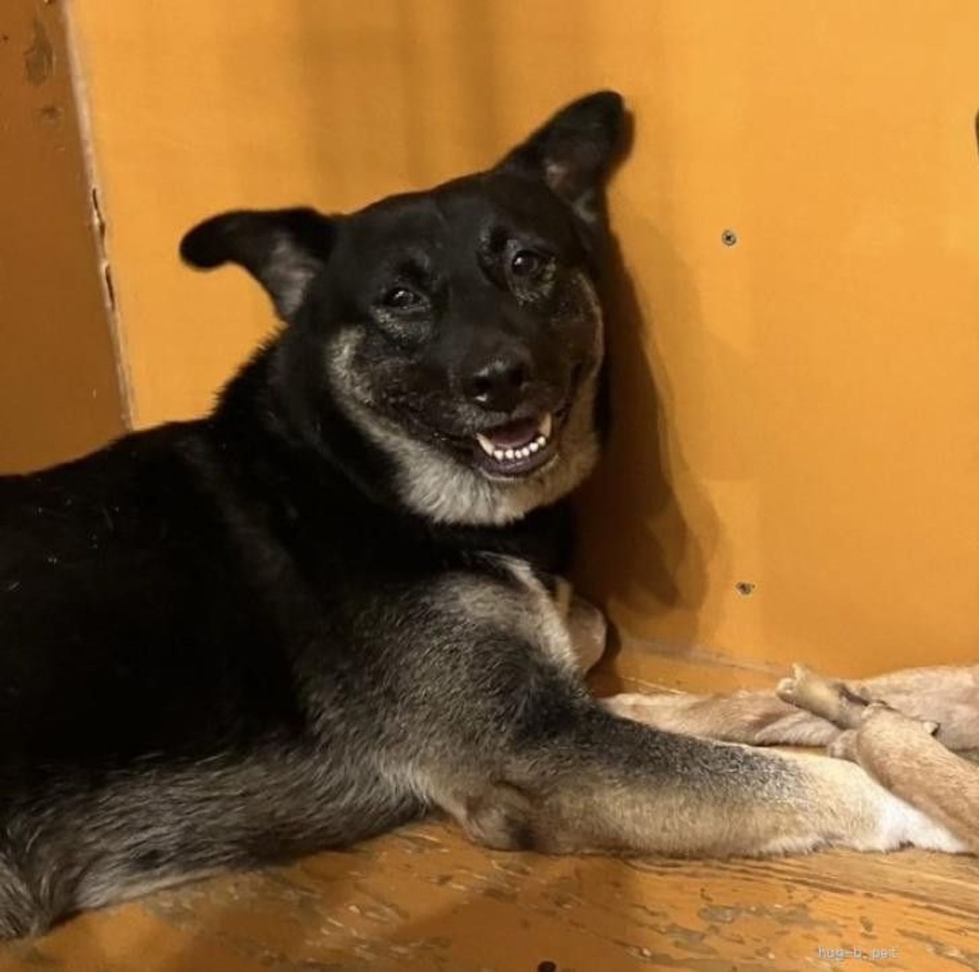 雑種（ミックス犬）・メスの里親募集の写真