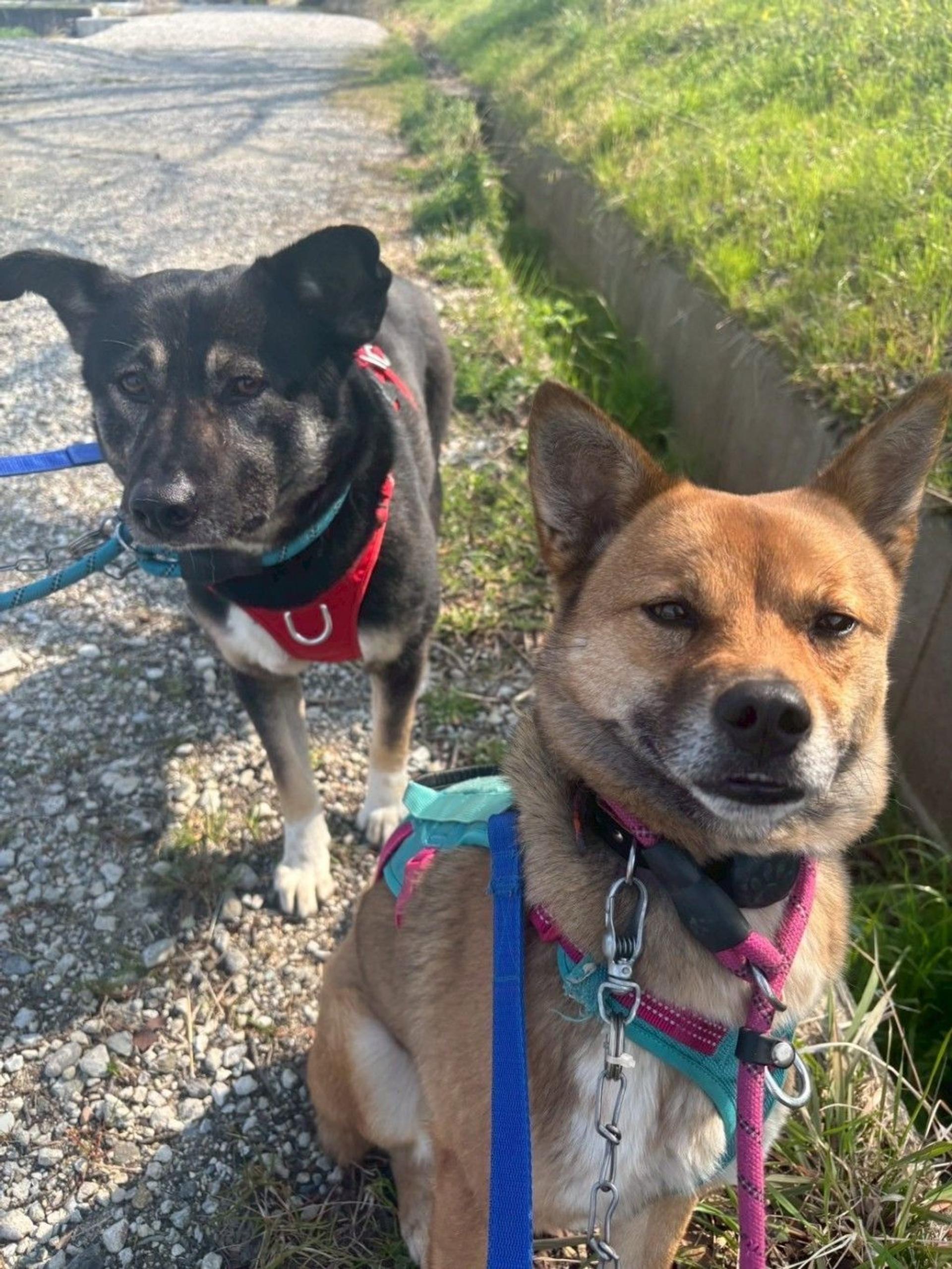 pet-image-4