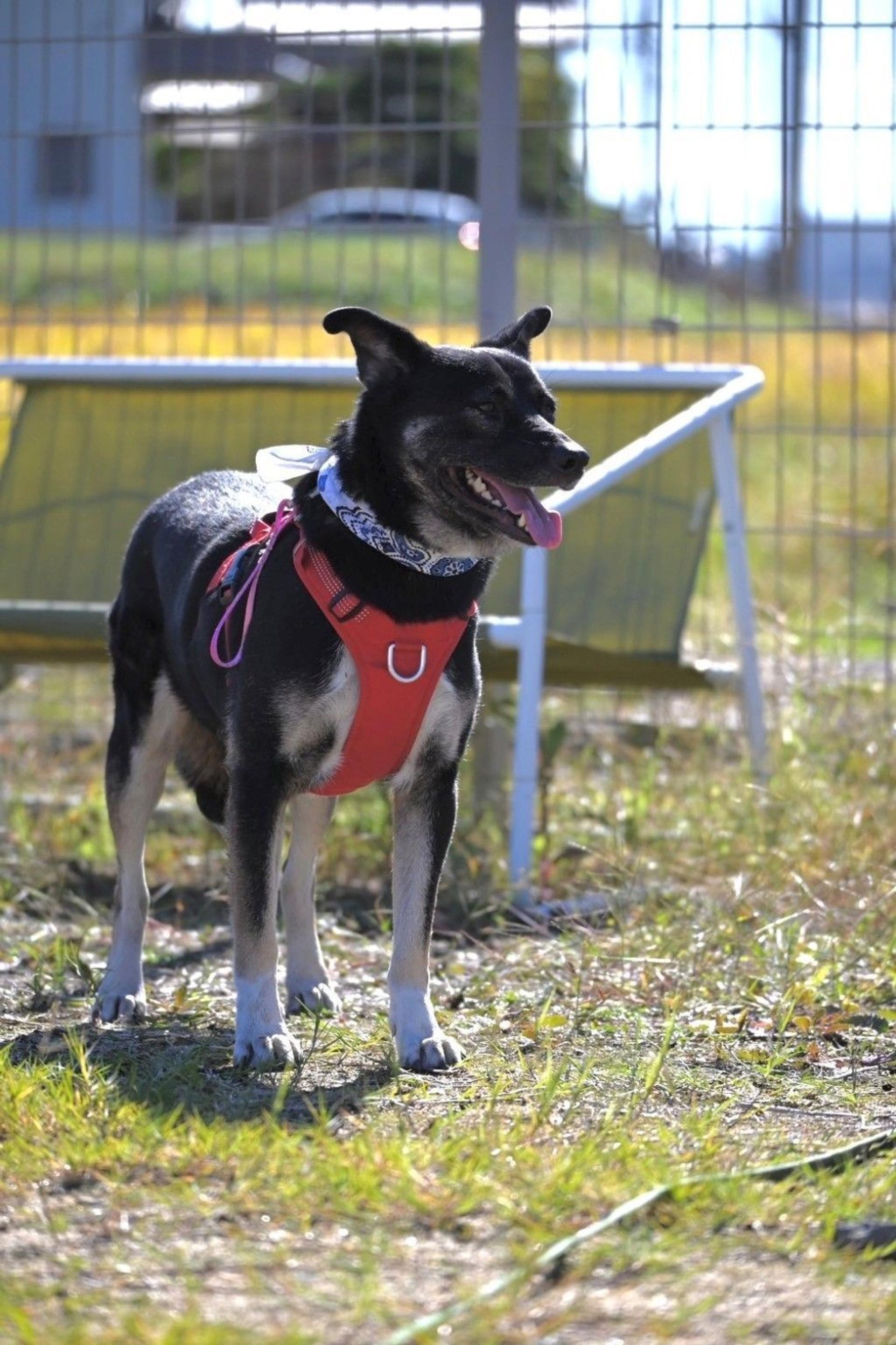 pet-image-7
