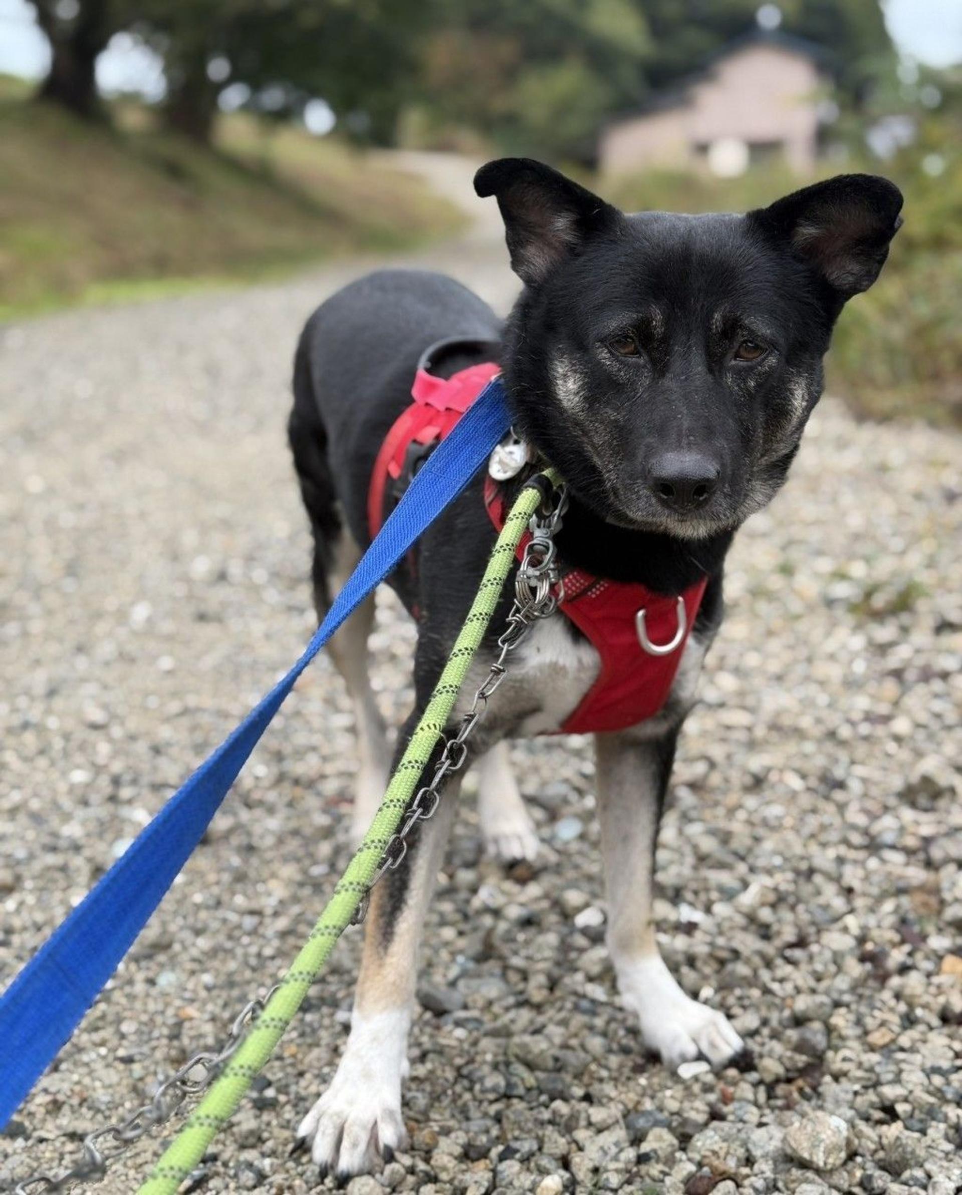 pet-image-8