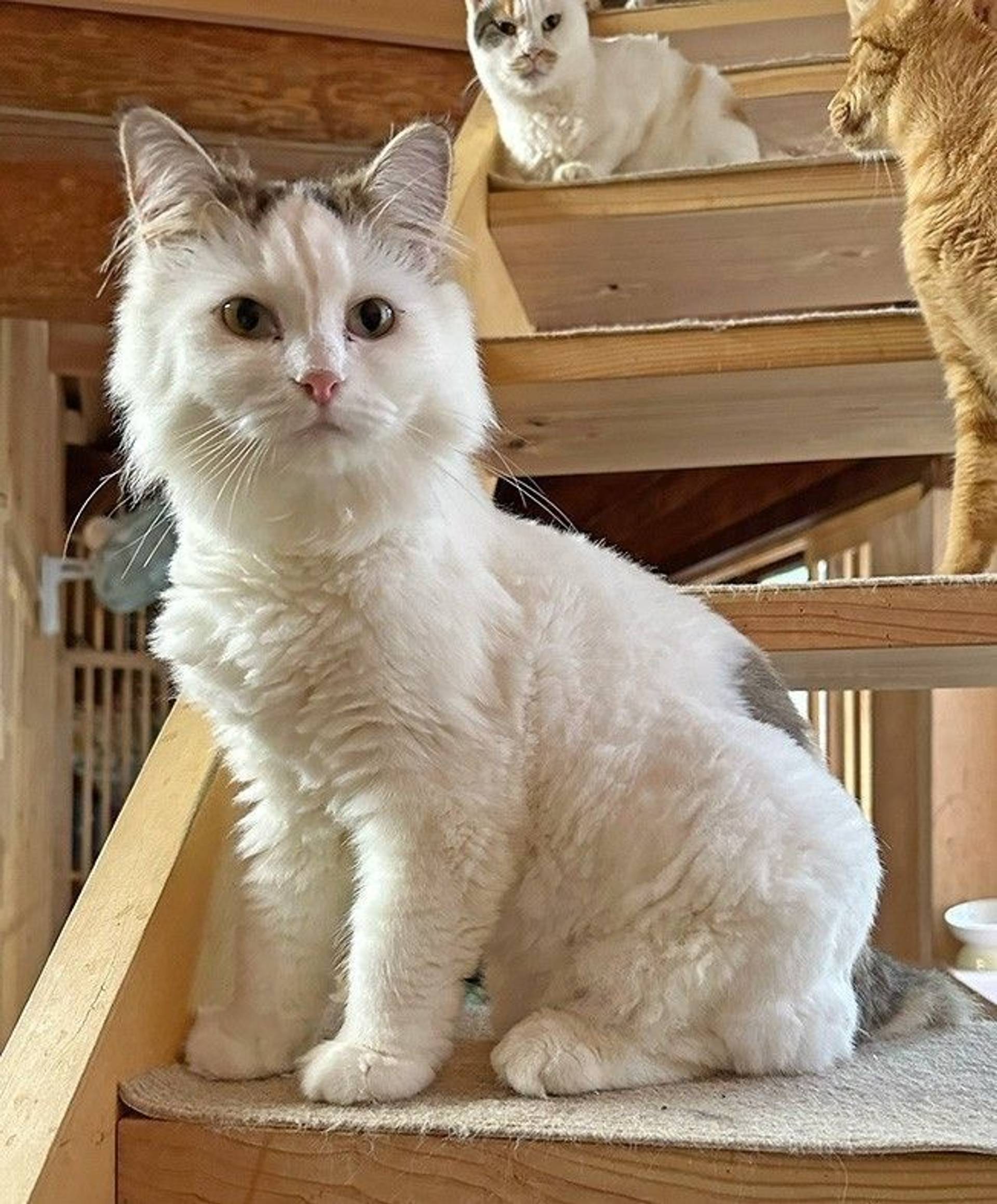 マンチカン・メスの里親募集の写真