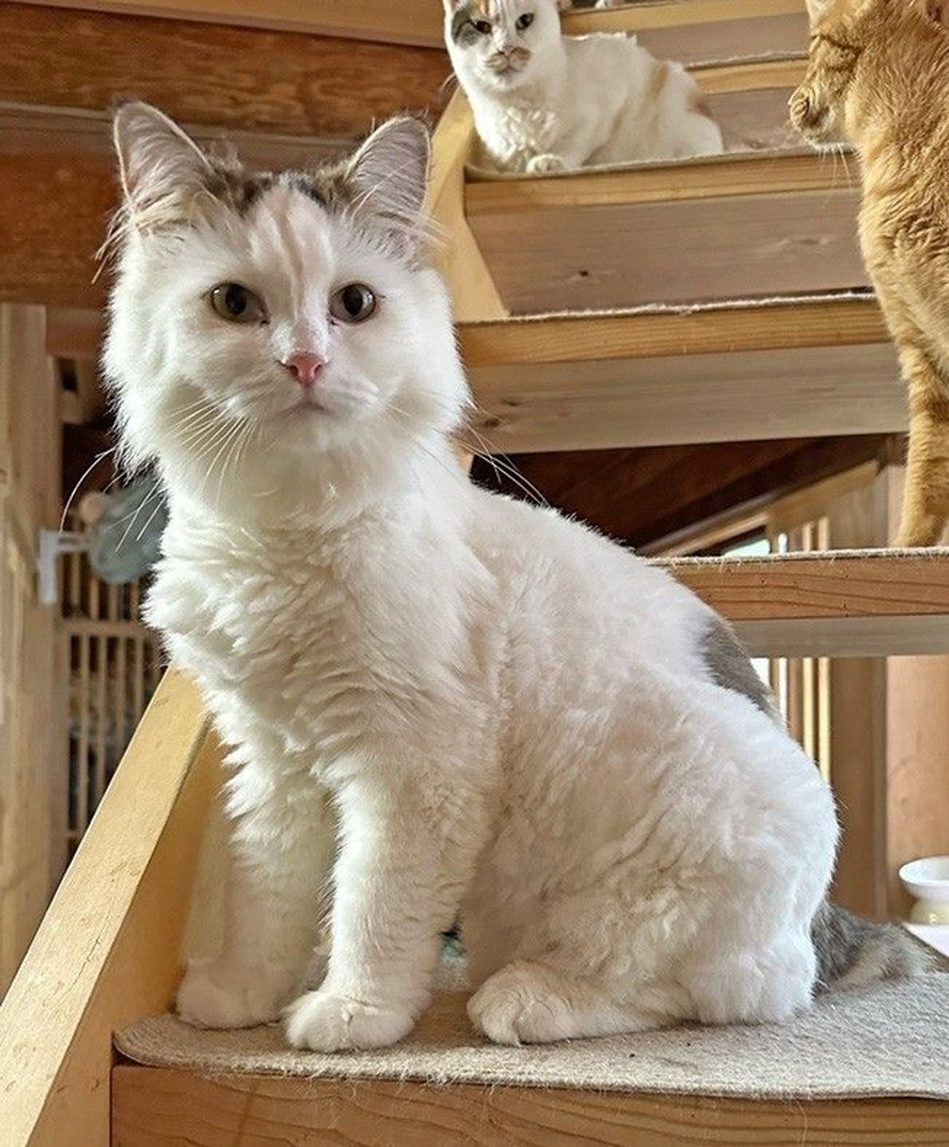 マンチカン・メスの里親募集の写真